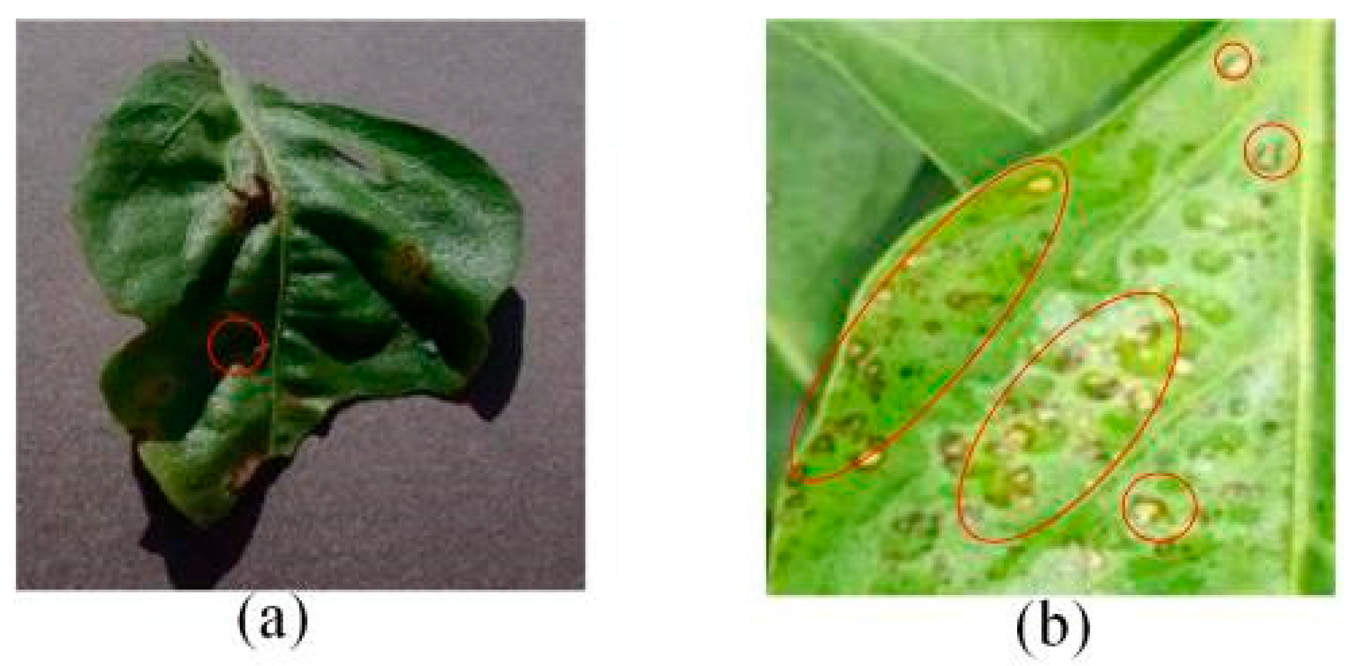 Plants 13 01581 g001