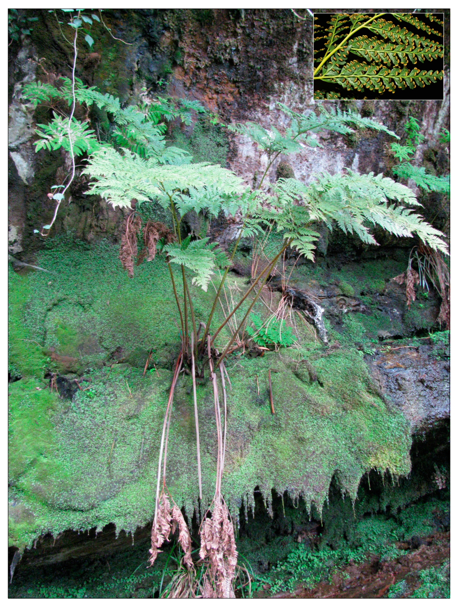 Plants 13 01587 g001 Plants 13 01587 g001