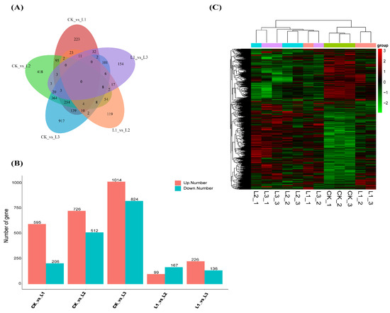 Physiological Characteristics and Transcriptomic Responses
