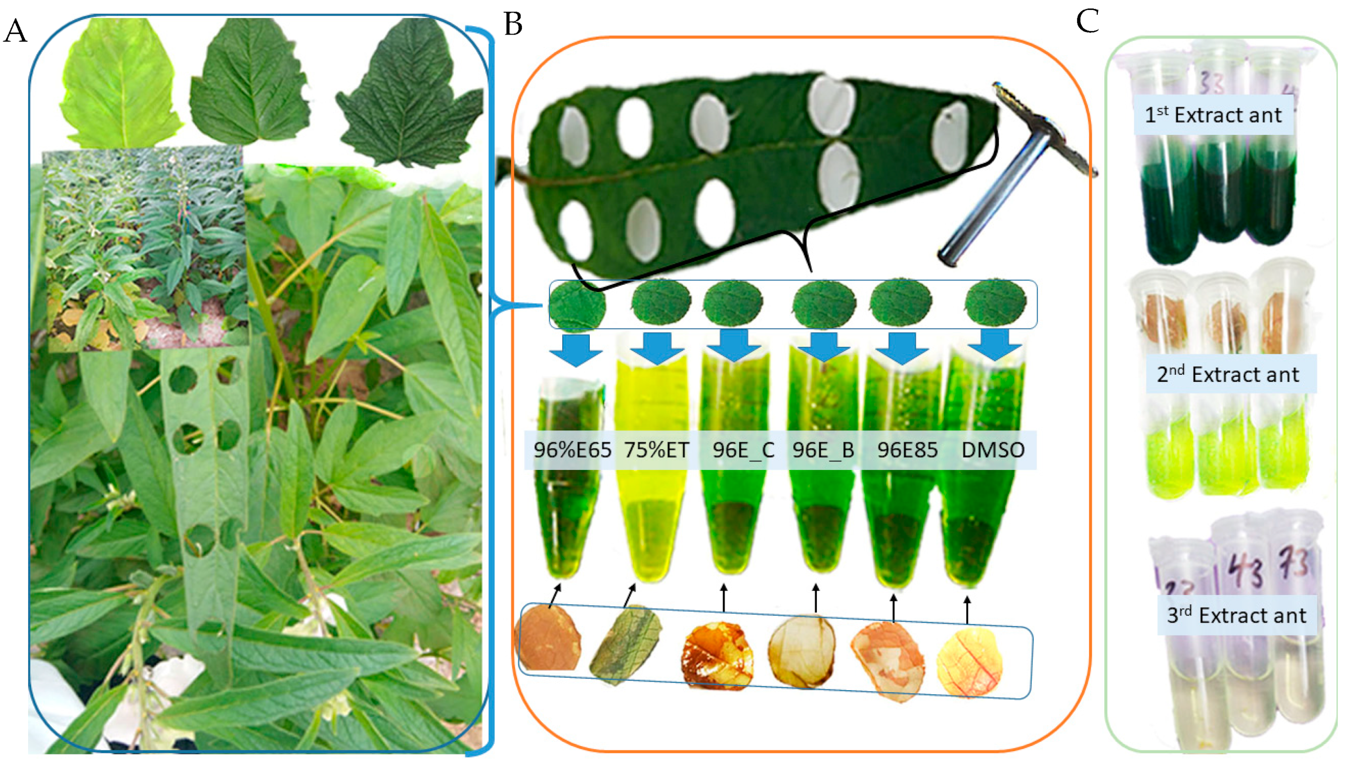 Plants 13 01589 g007