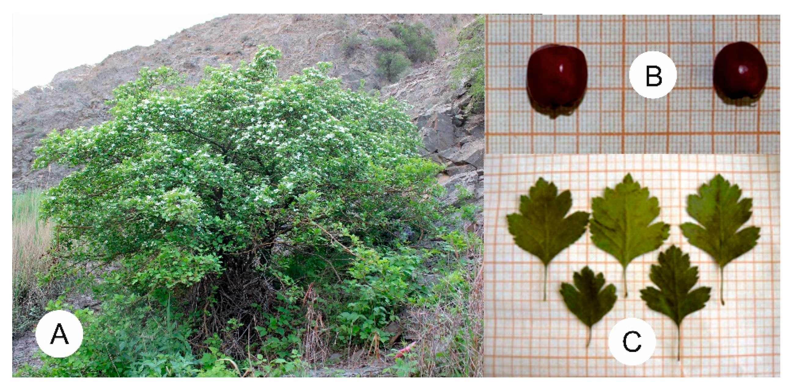 Plants 13 01591 g002 Plants 13 01591 g002