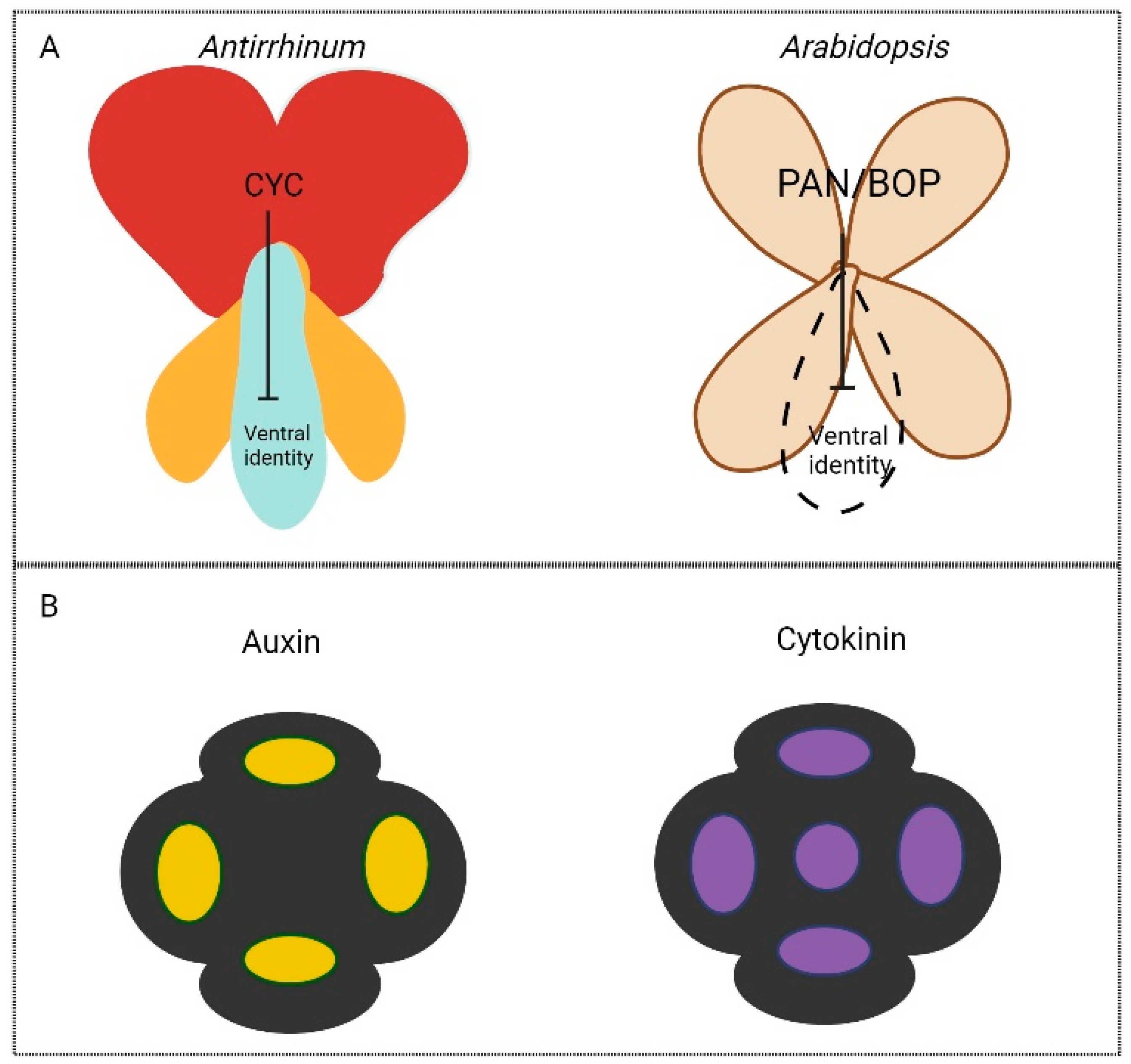 Plants 13 01595 g002