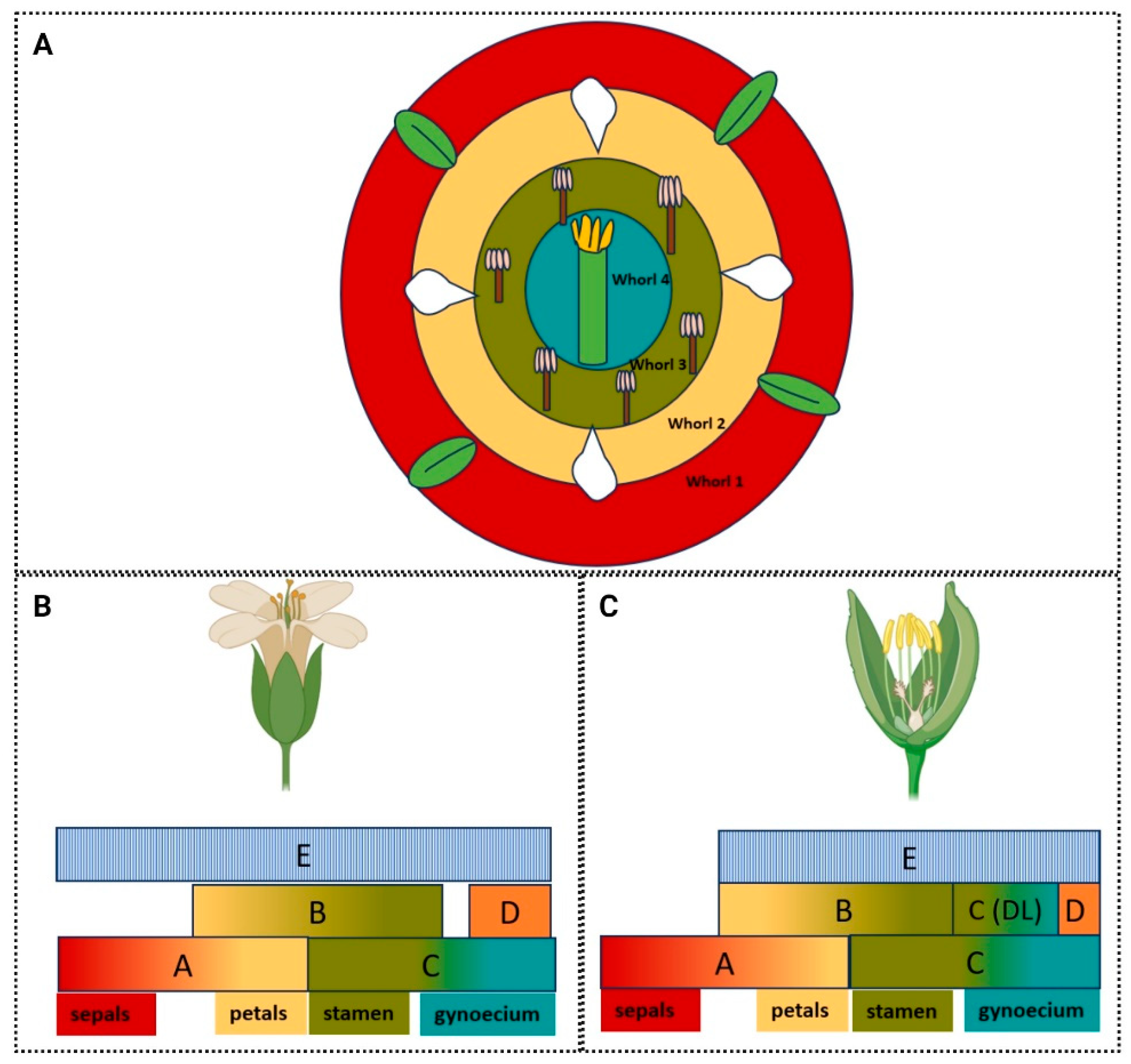 Plants 13 01595 g004