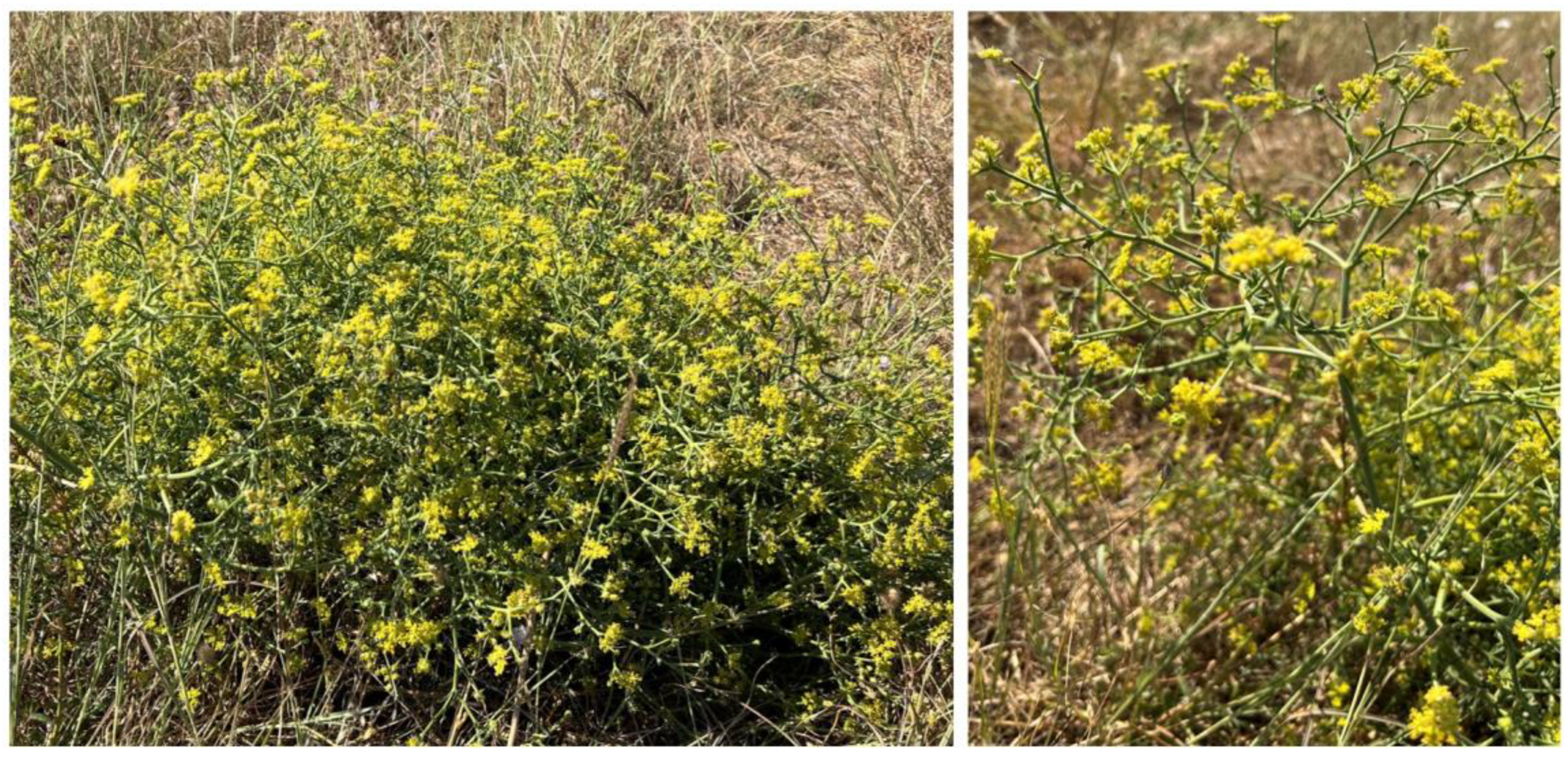 Plants 13 01599 g001 Plants 13 01599 g001