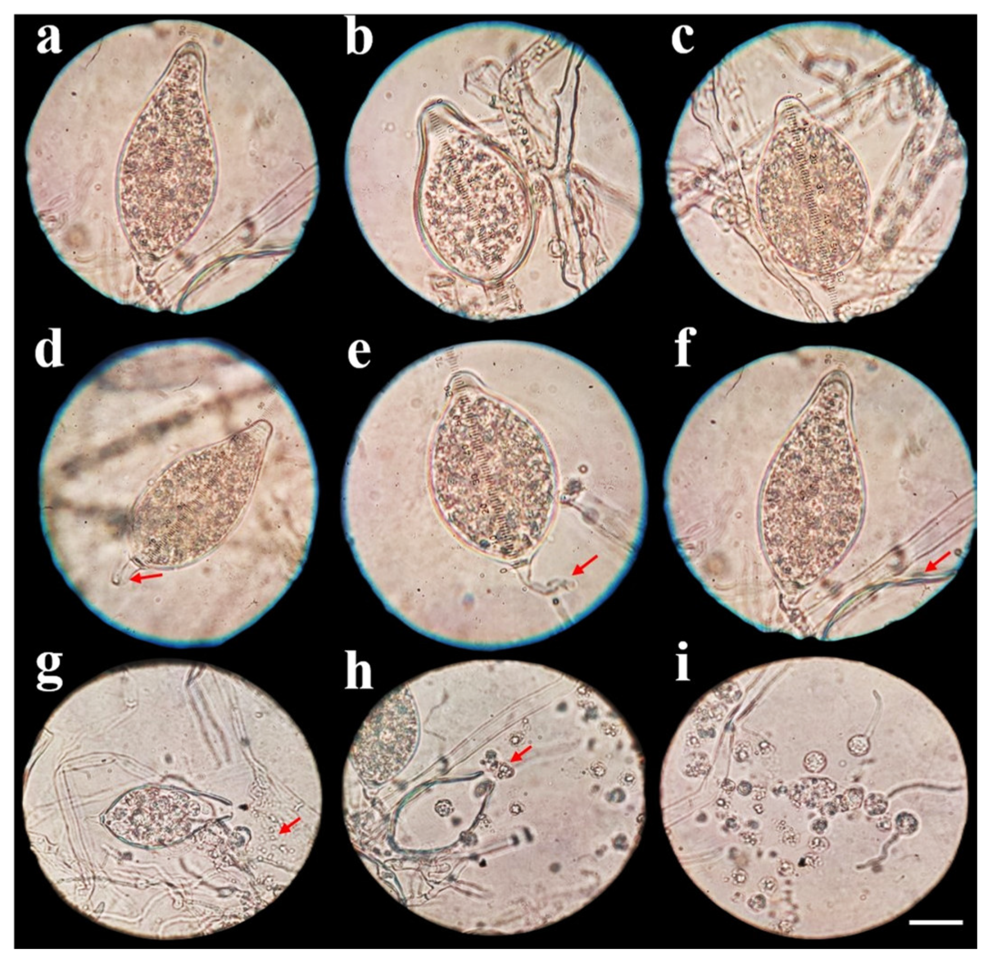 Plants 13 01602 g002