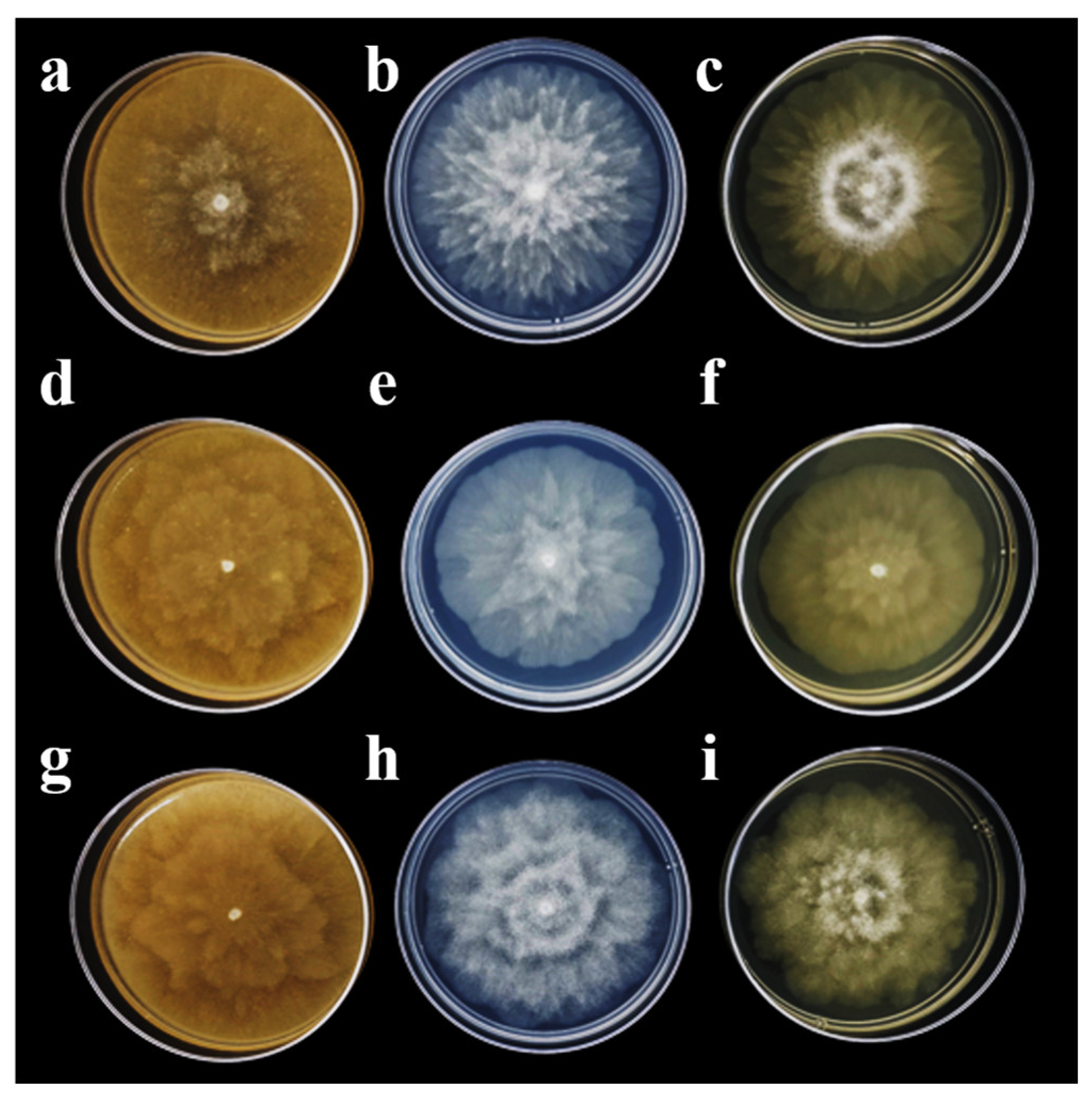 Plants 13 01602 g003