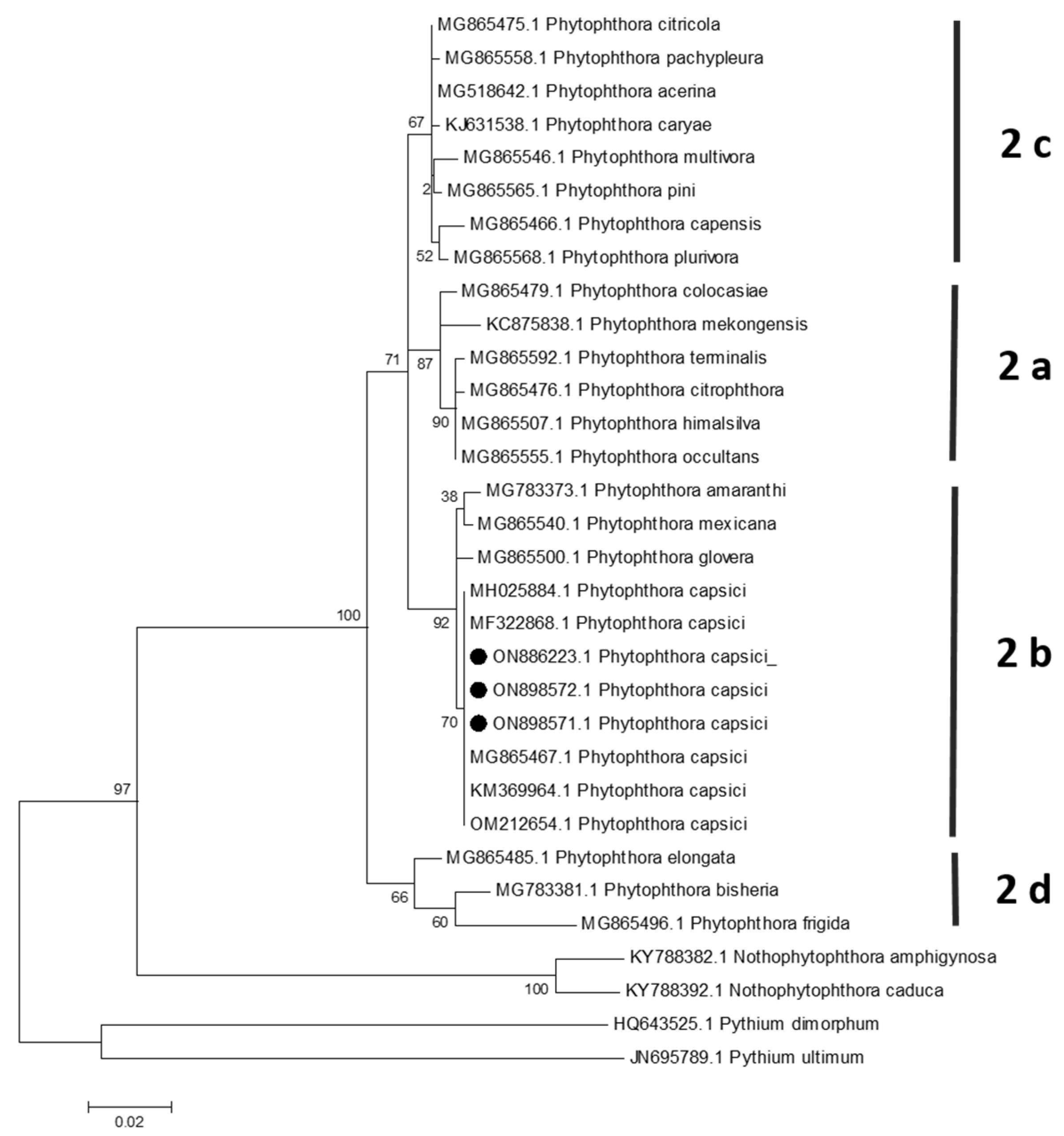 Plants 13 01602 g004