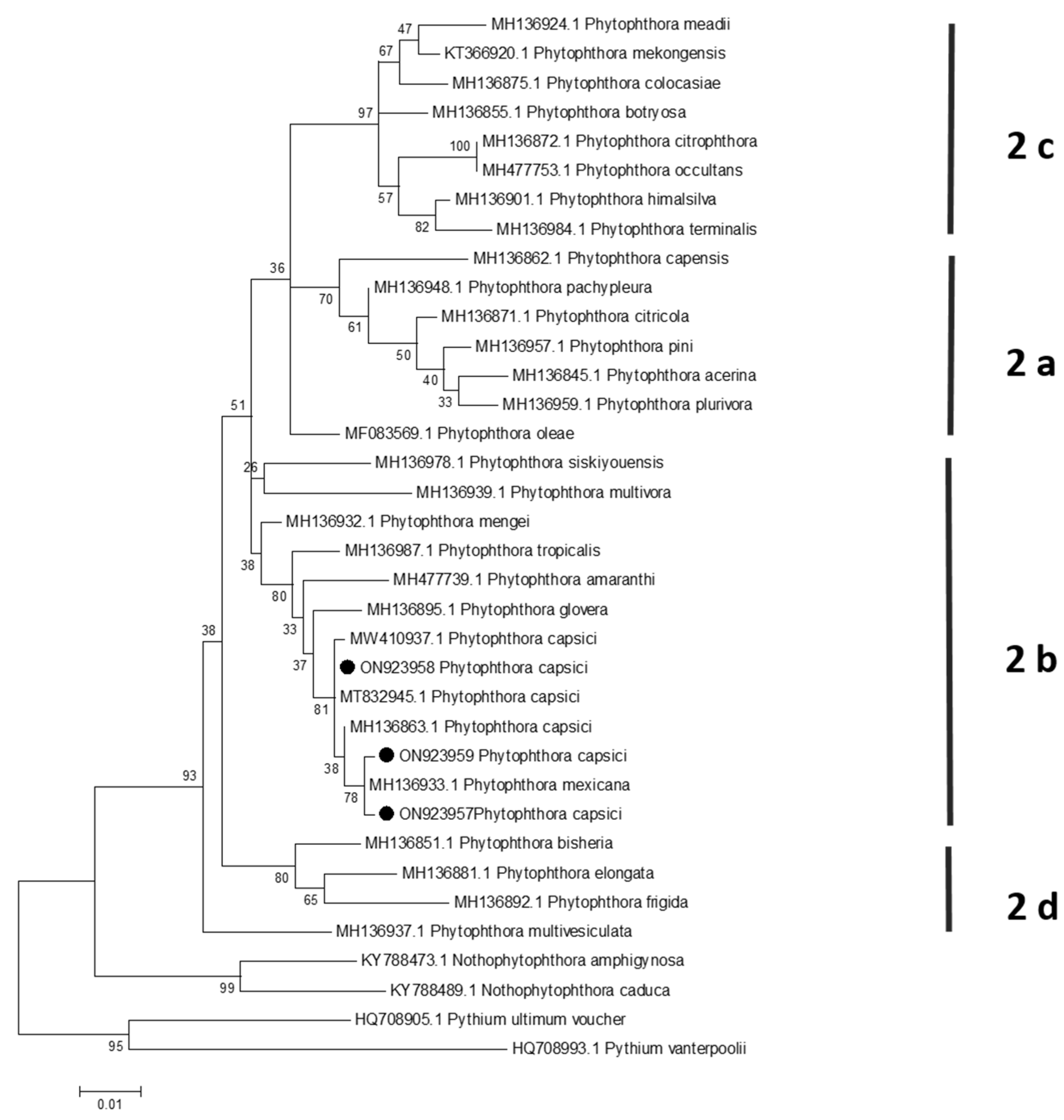 Plants 13 01602 g005