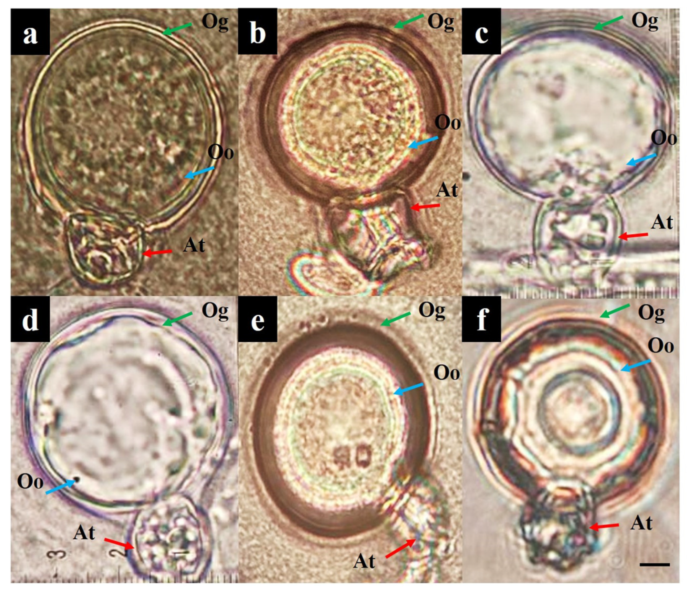 Plants 13 01602 g006