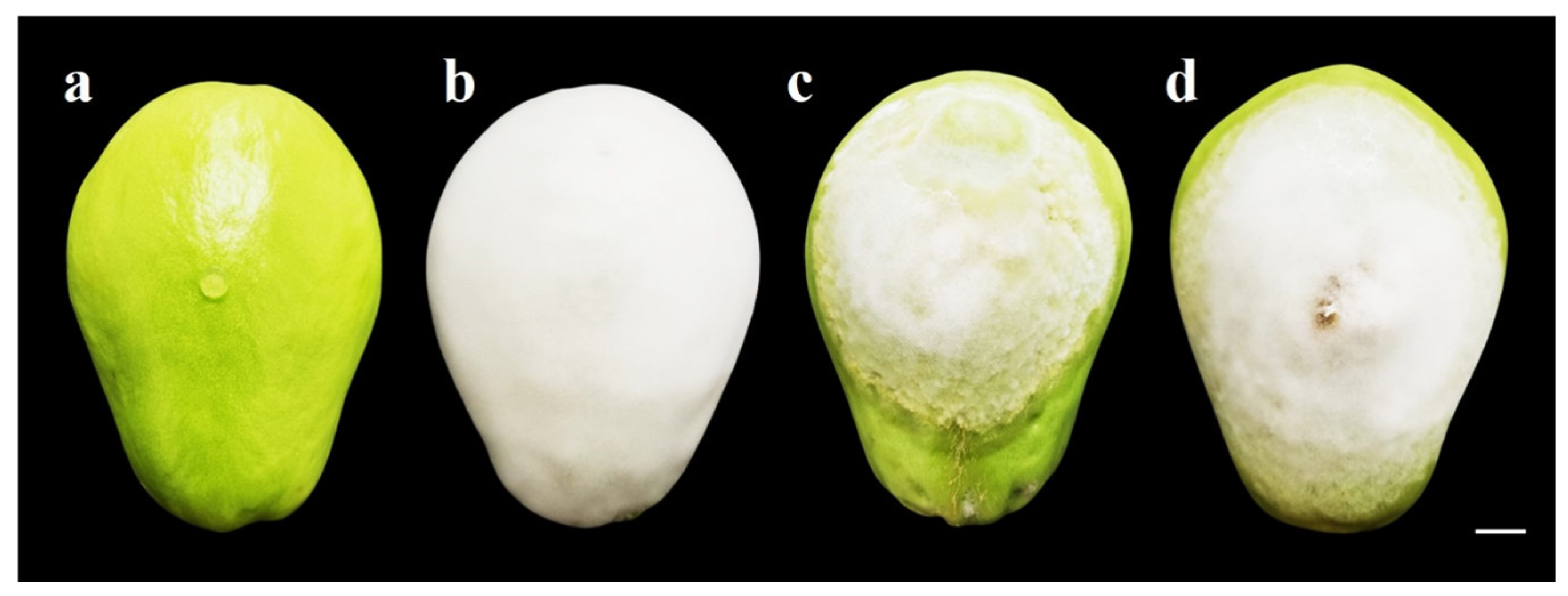 Plants 13 01602 g007