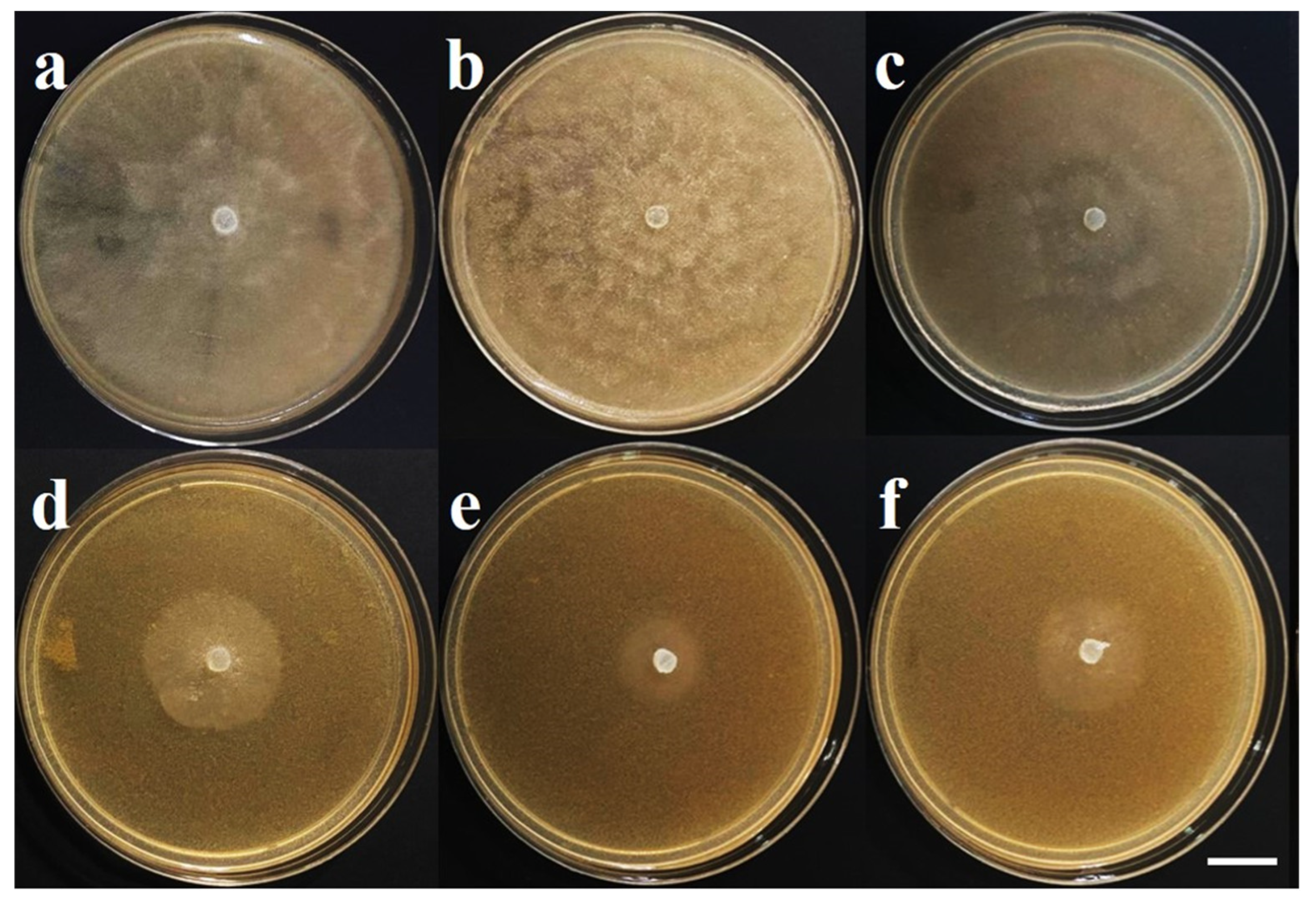 Plants 13 01602 g008