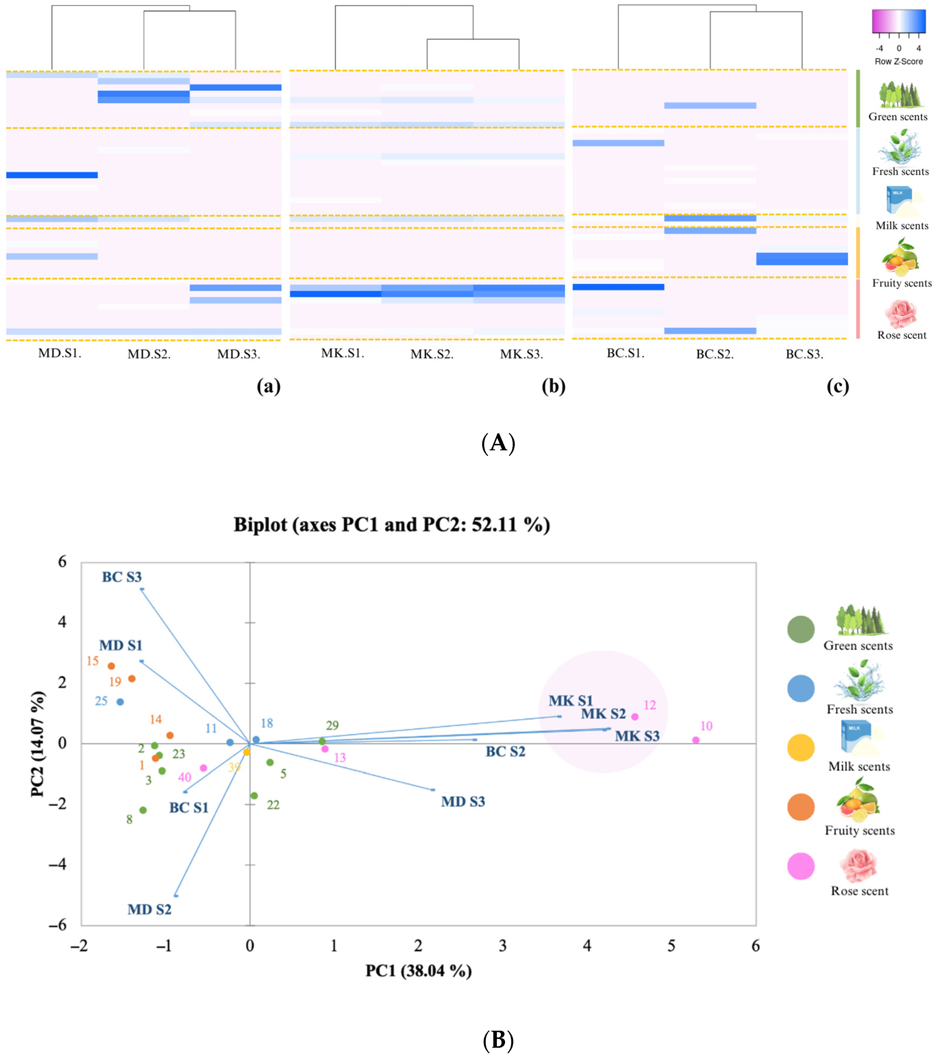 Plants 13 01605 g001