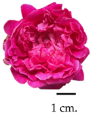 Plants 13 01605 i001