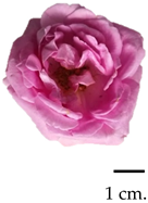 Plants 13 01605 i002