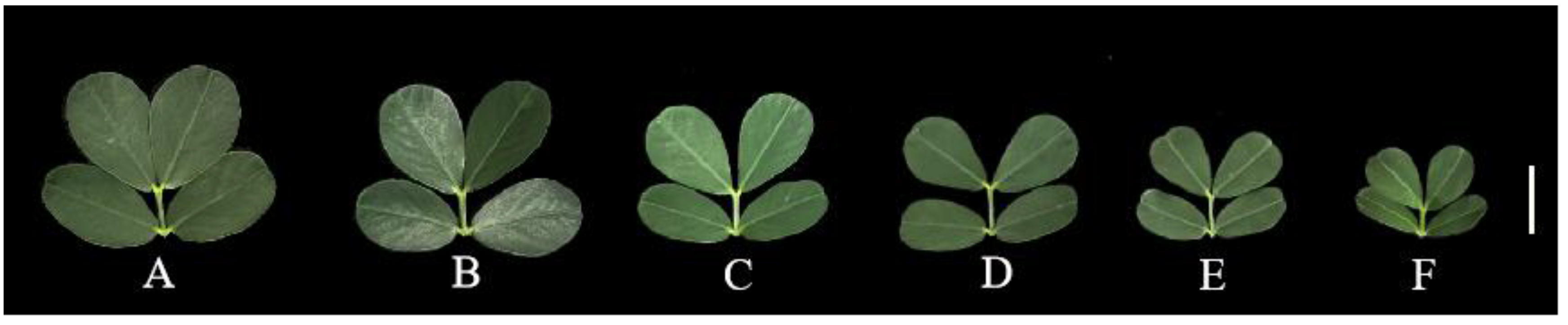 Plants 13 01606 g001