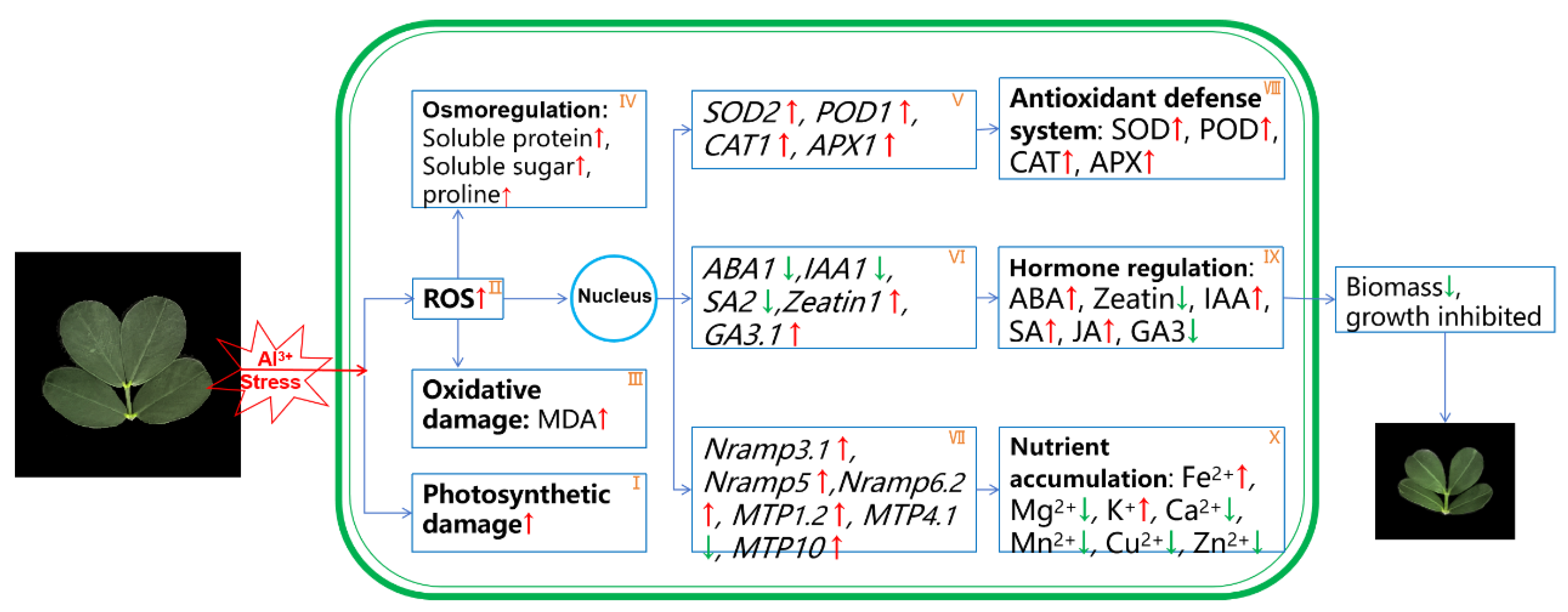 Plants 13 01606 g008