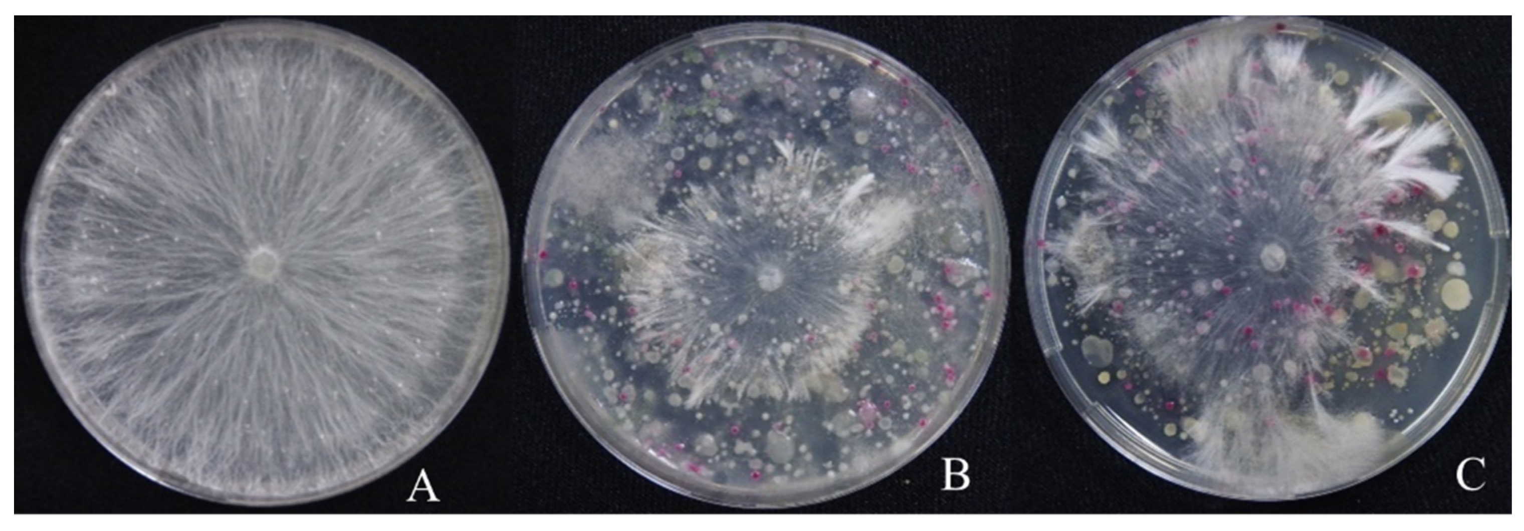 Plants 13 01607 g002