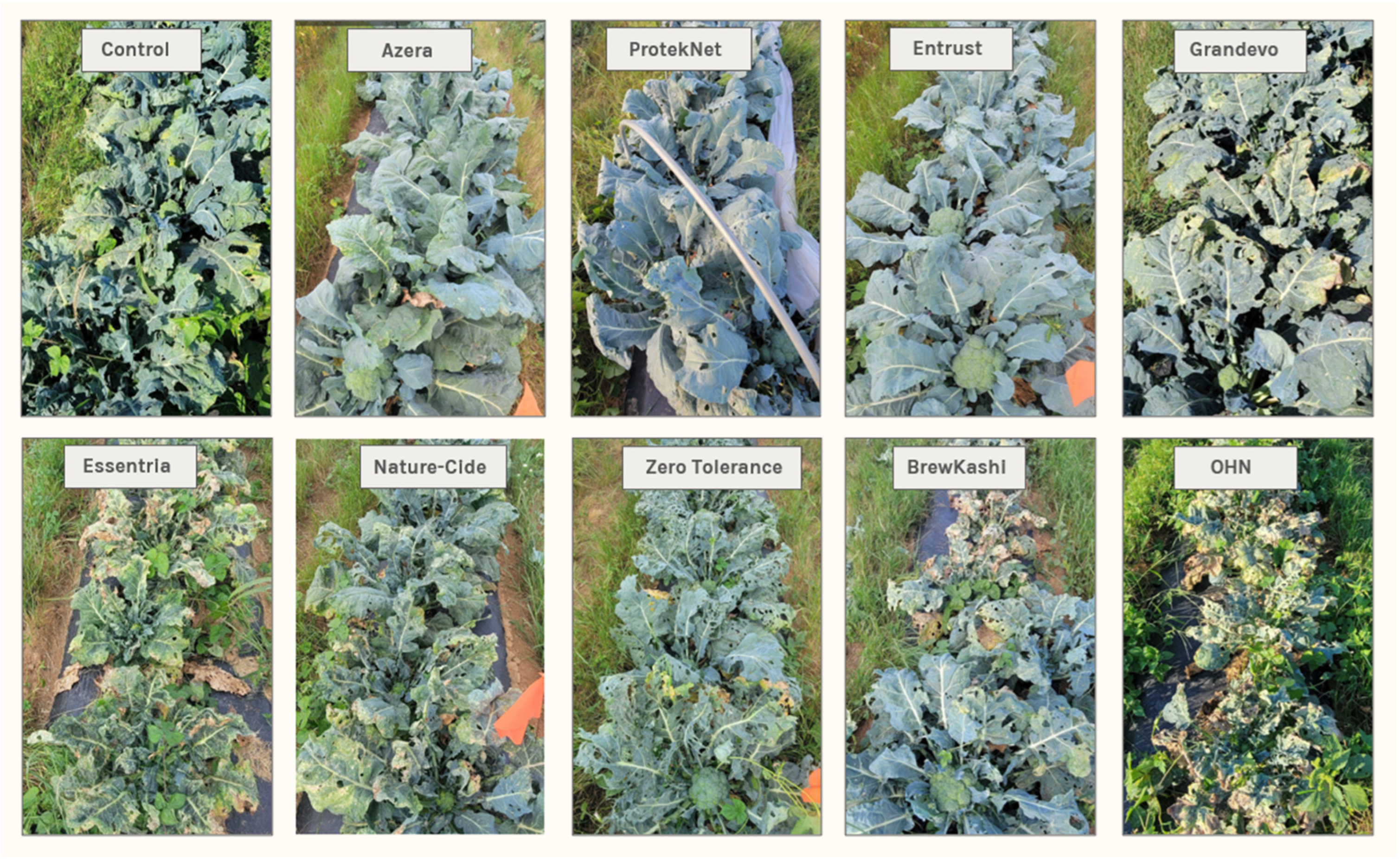 Plants 13 01618 g001