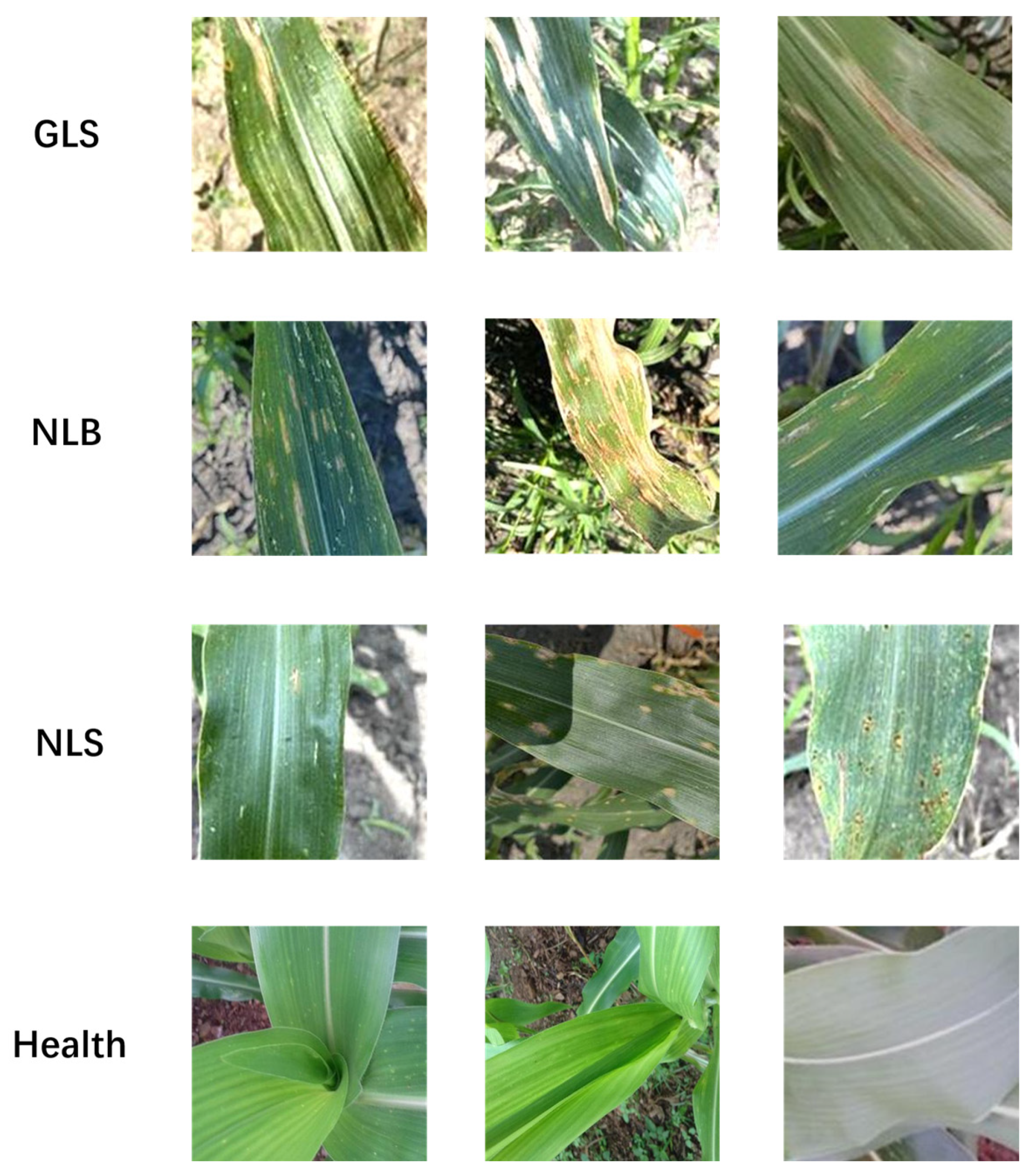 Plants 13 01621 g001