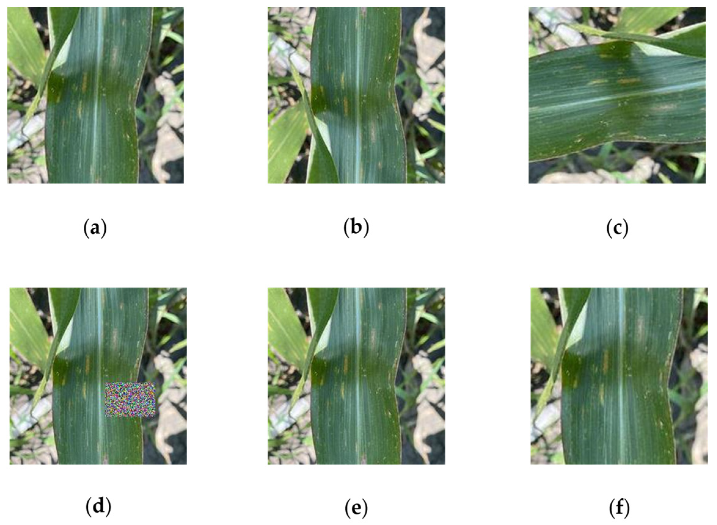 Plants 13 01621 g002