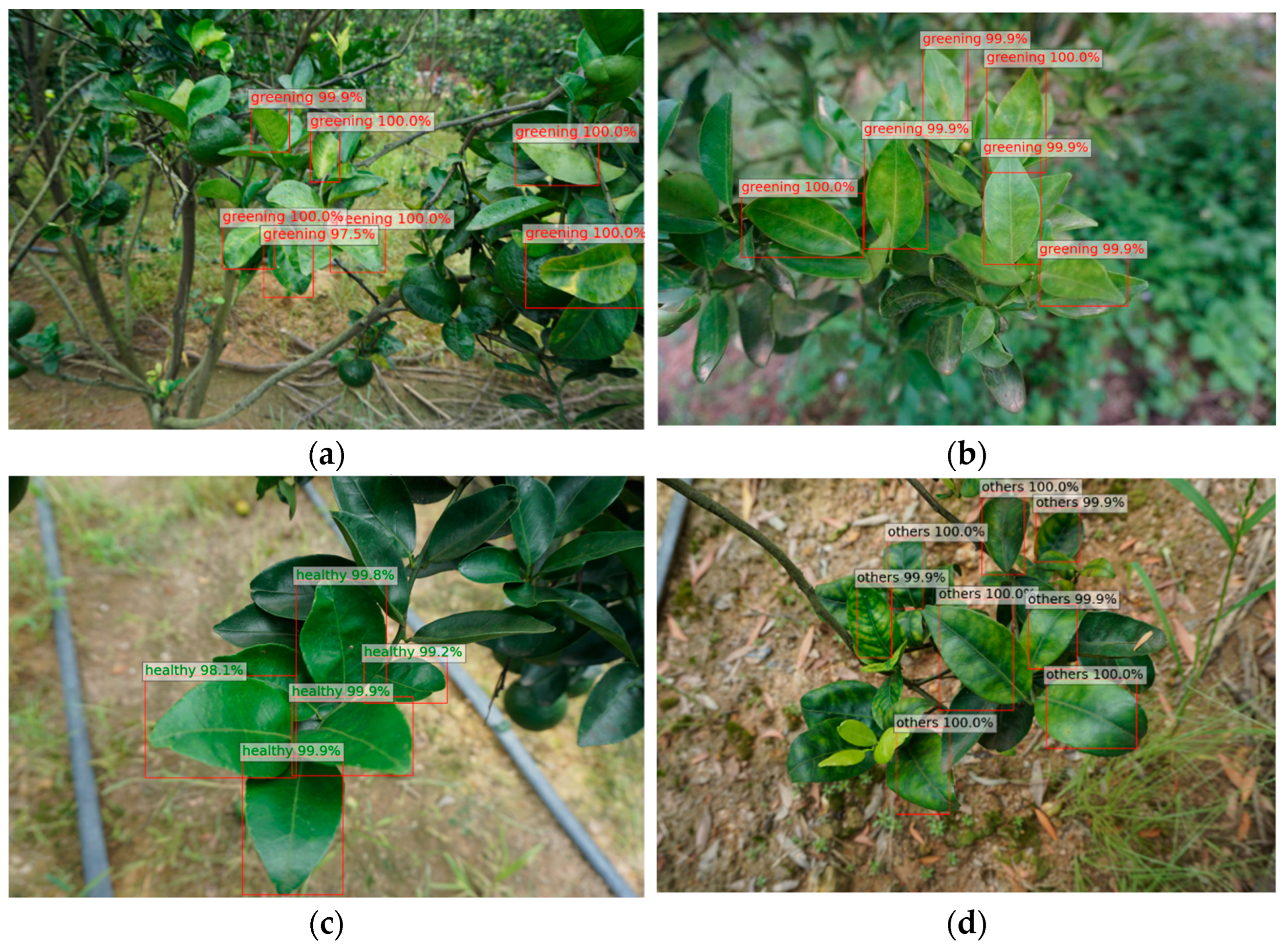 Plants 13 01631 g007