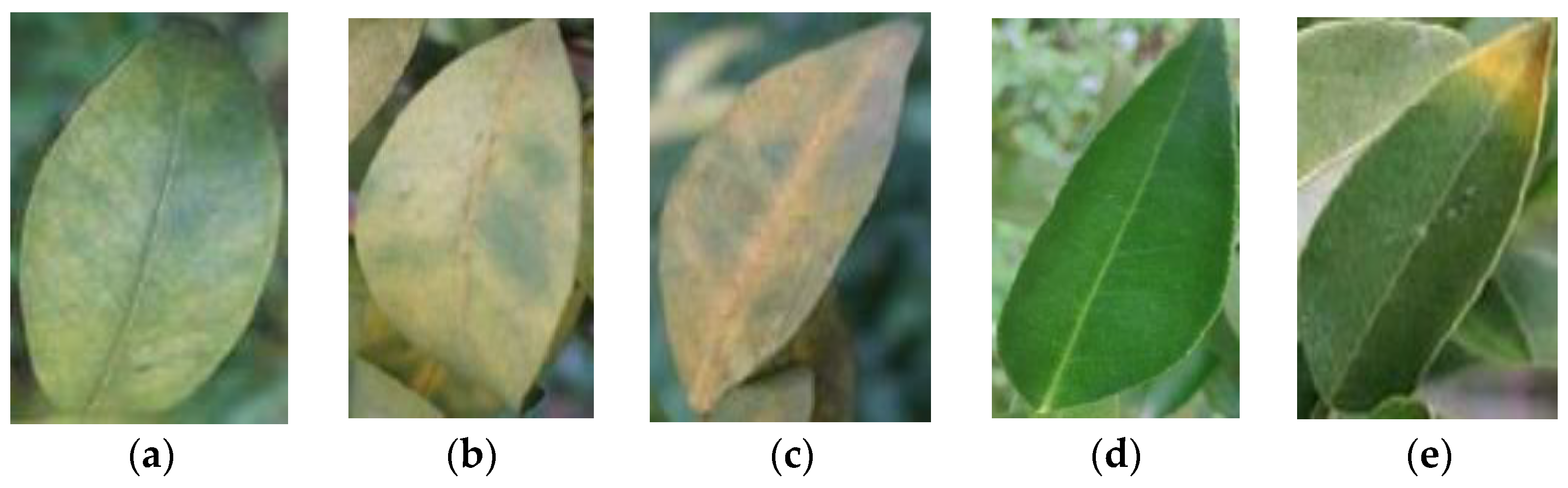 Plants 13 01631 g012