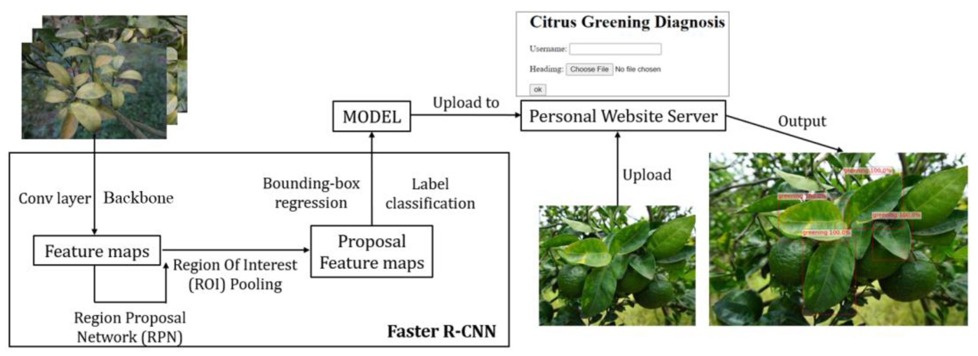 Plants 13 01631 g013