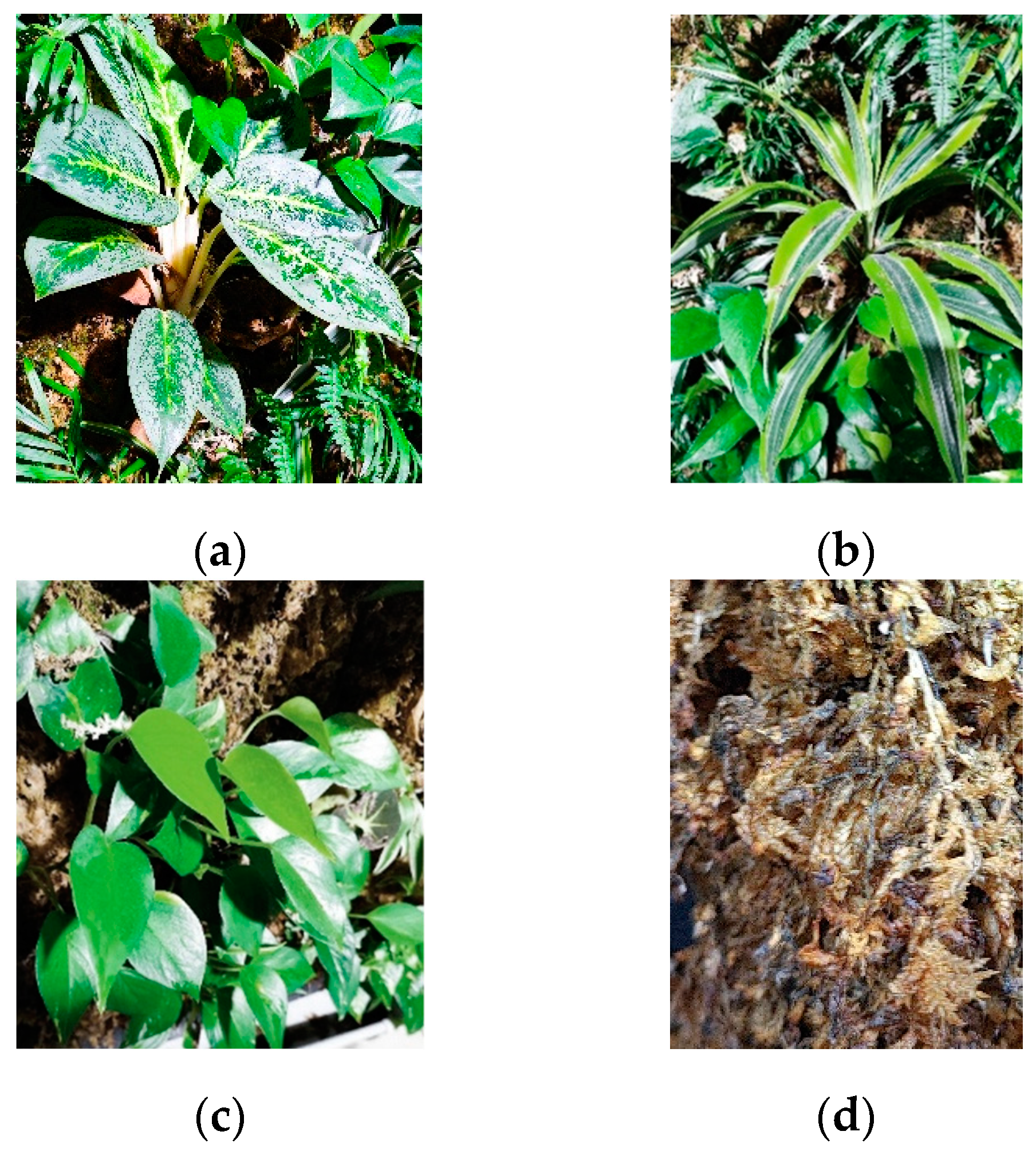 Plants 13 01633 g004