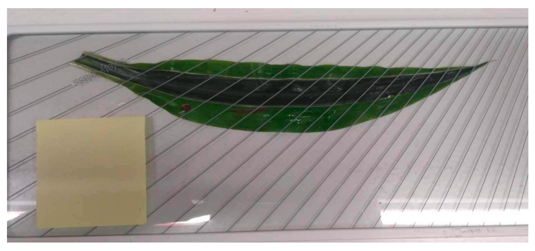 Plants 13 01633 g006