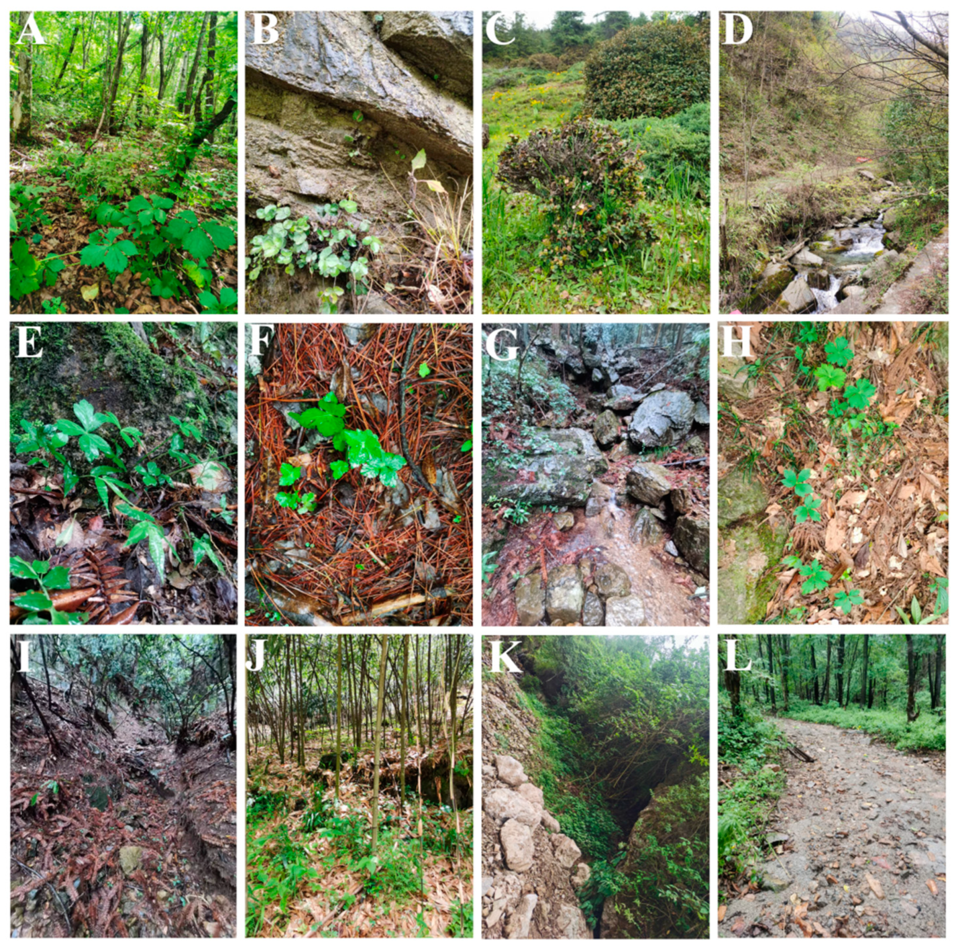 Plants 13 01635 g001