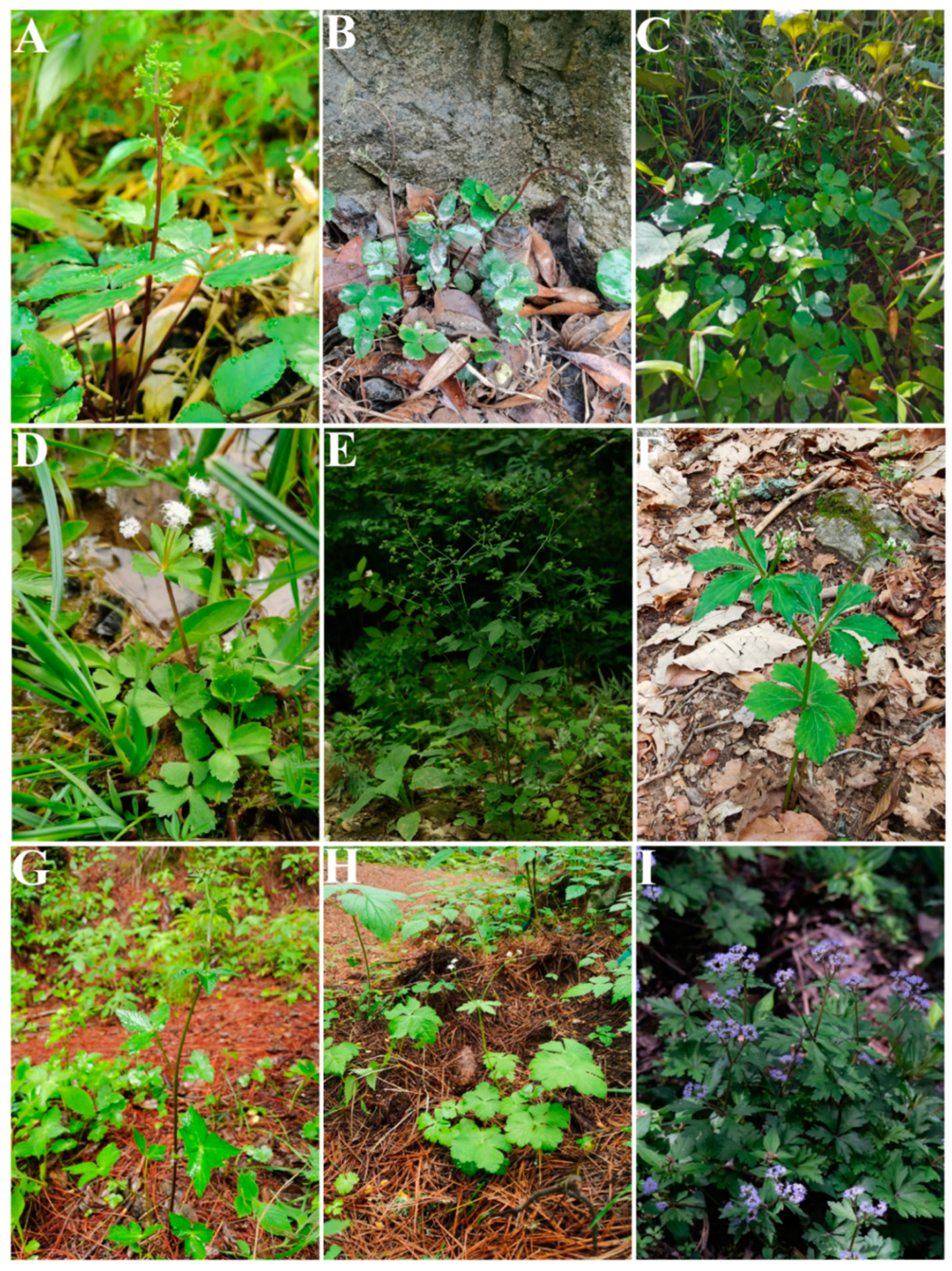 Plants 13 01635 g002