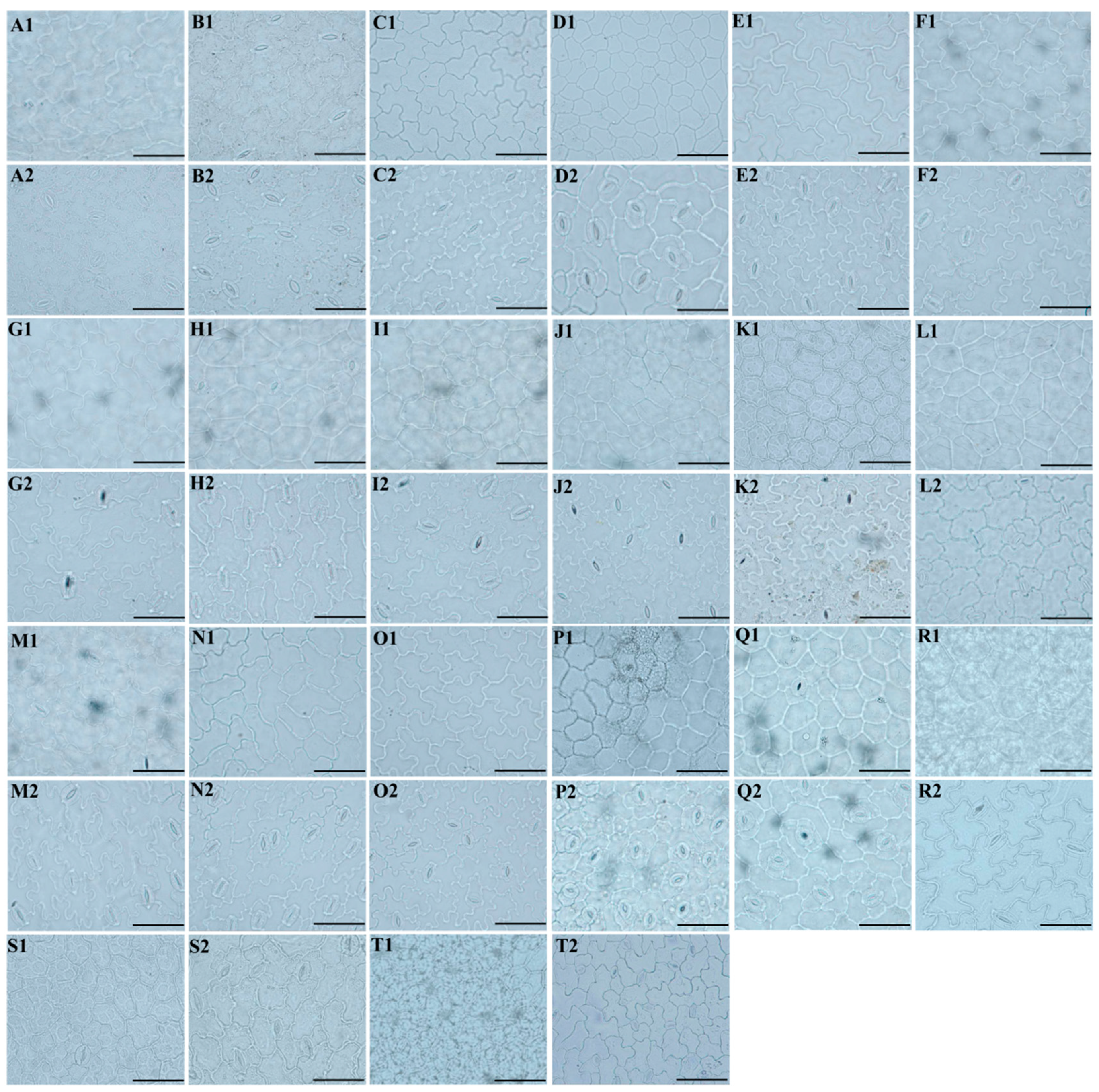 Plants 13 01635 g005