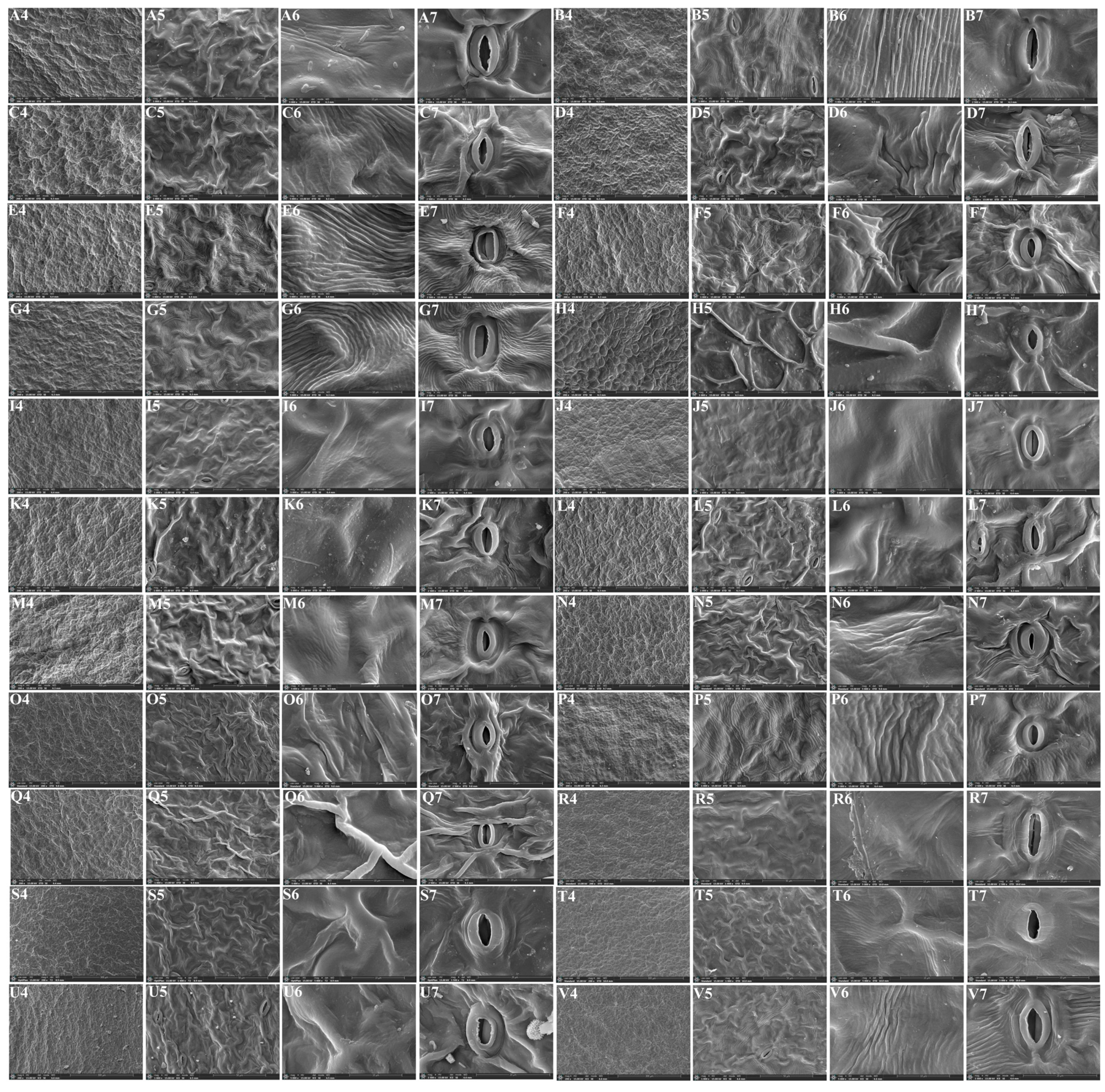 Plants 13 01635 g007