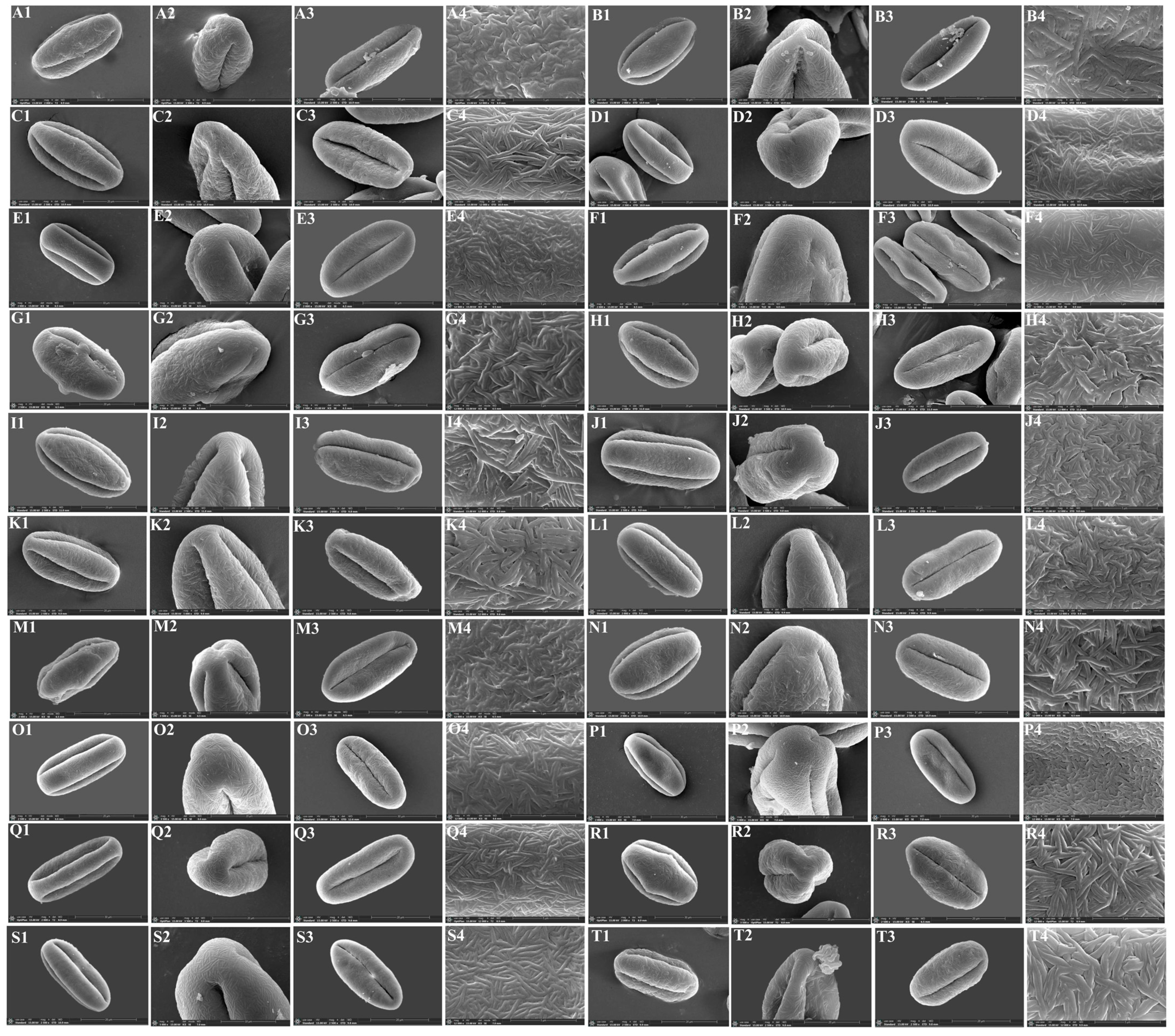 Plants 13 01635 g012