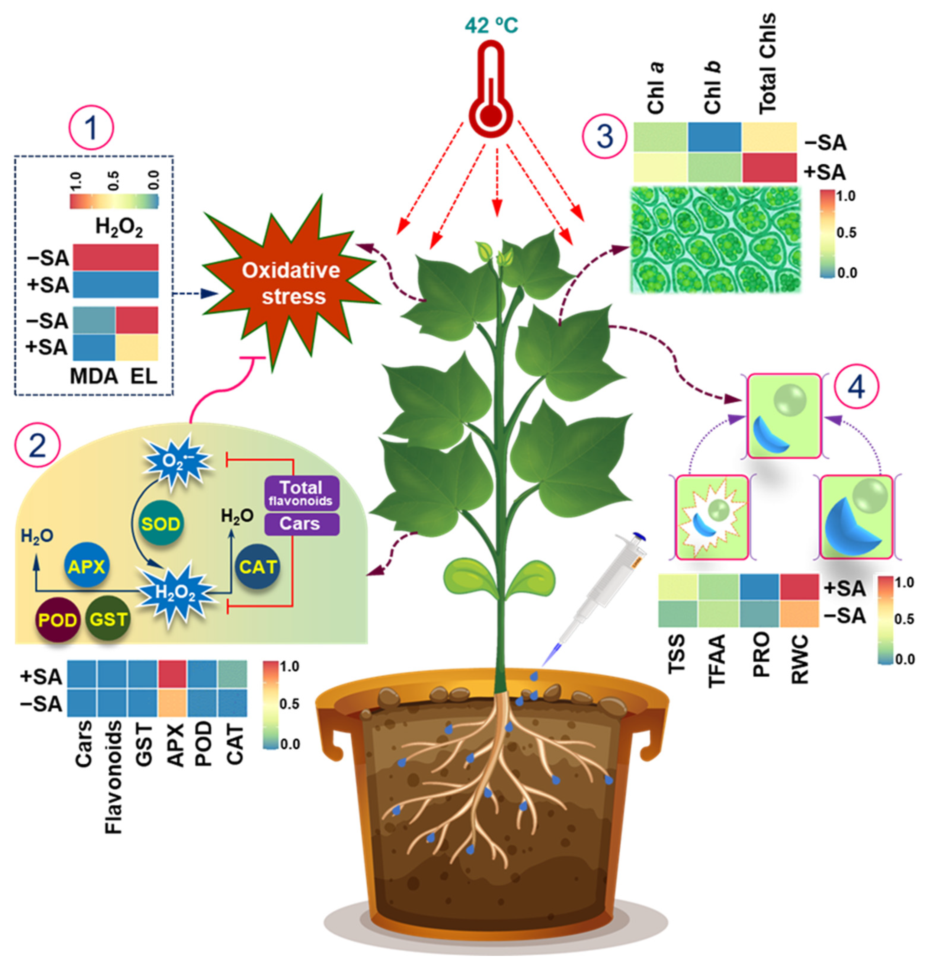 Plants 13 01639 g007