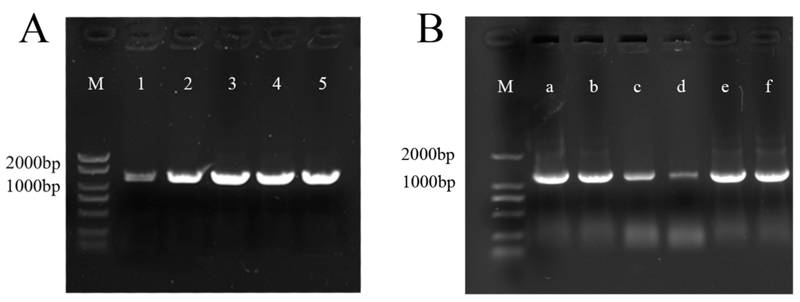 Plants 13 01642 g002
