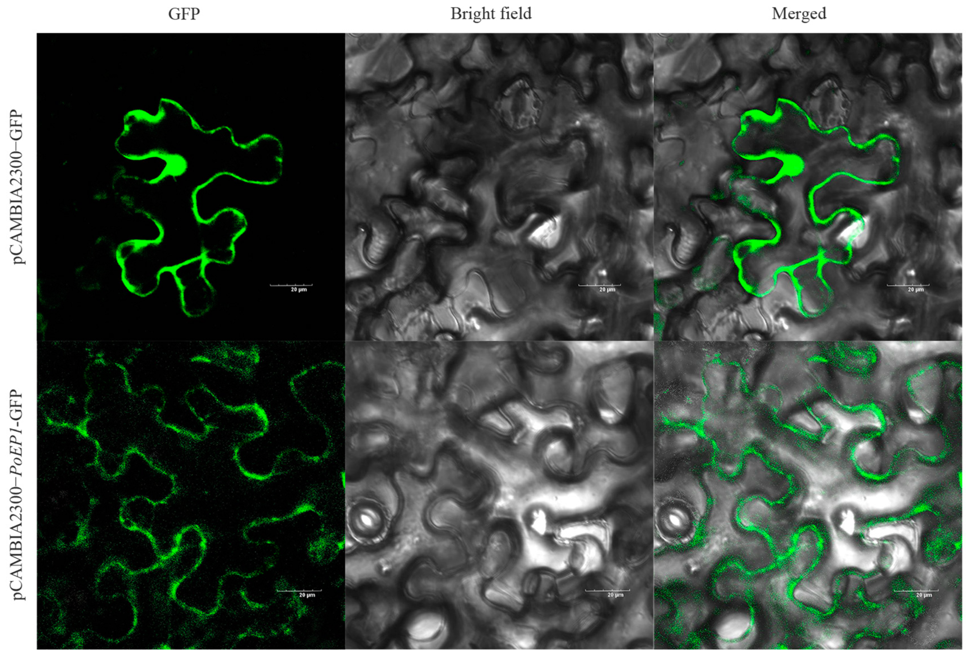 Plants 13 01642 g006