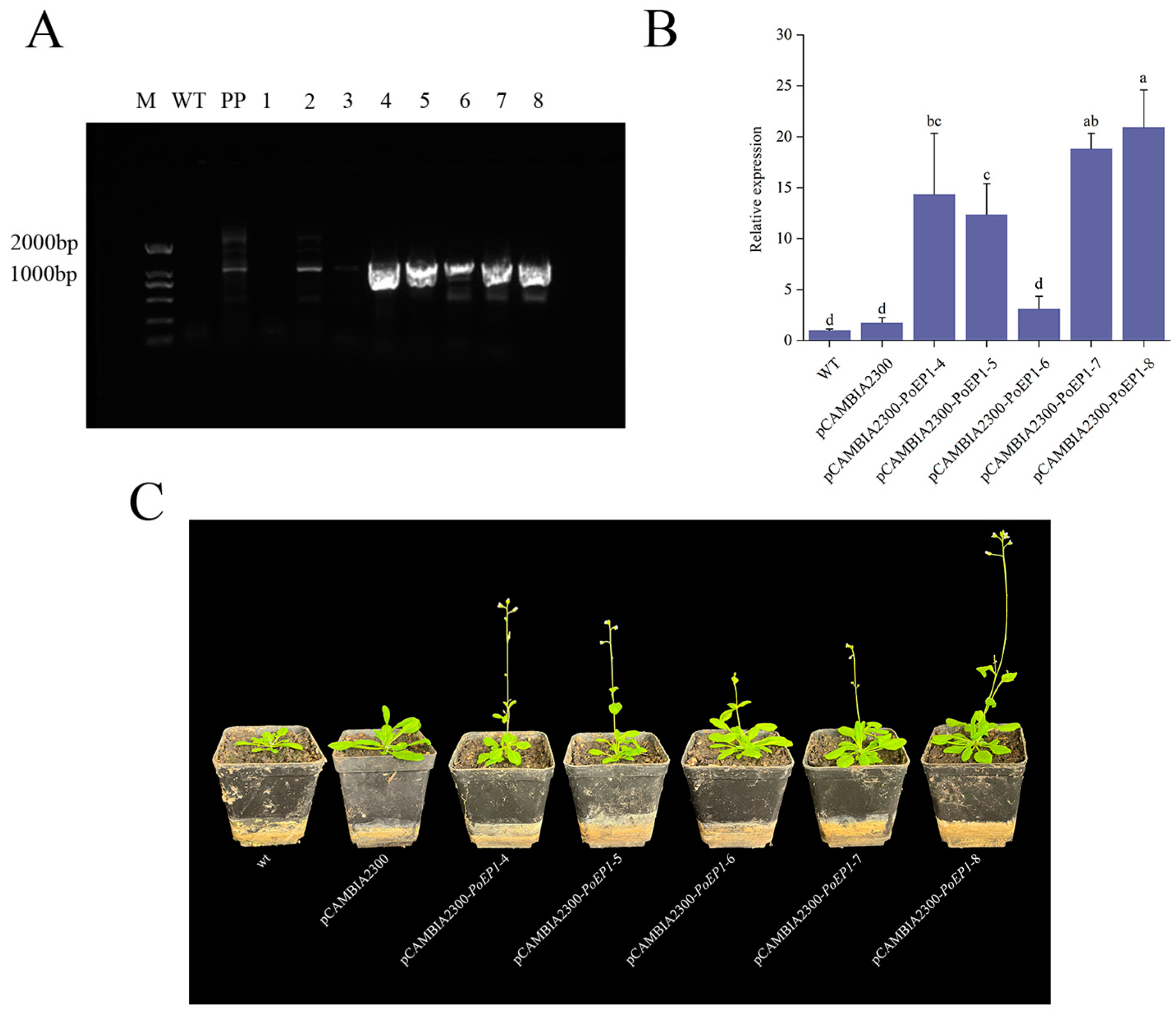 Plants 13 01642 g007