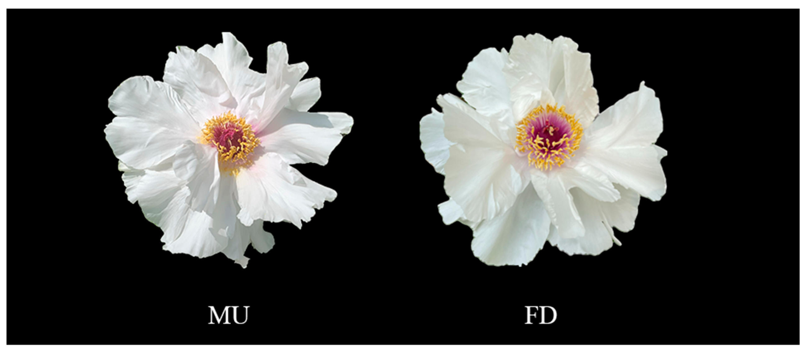 Plants 13 01642 g009