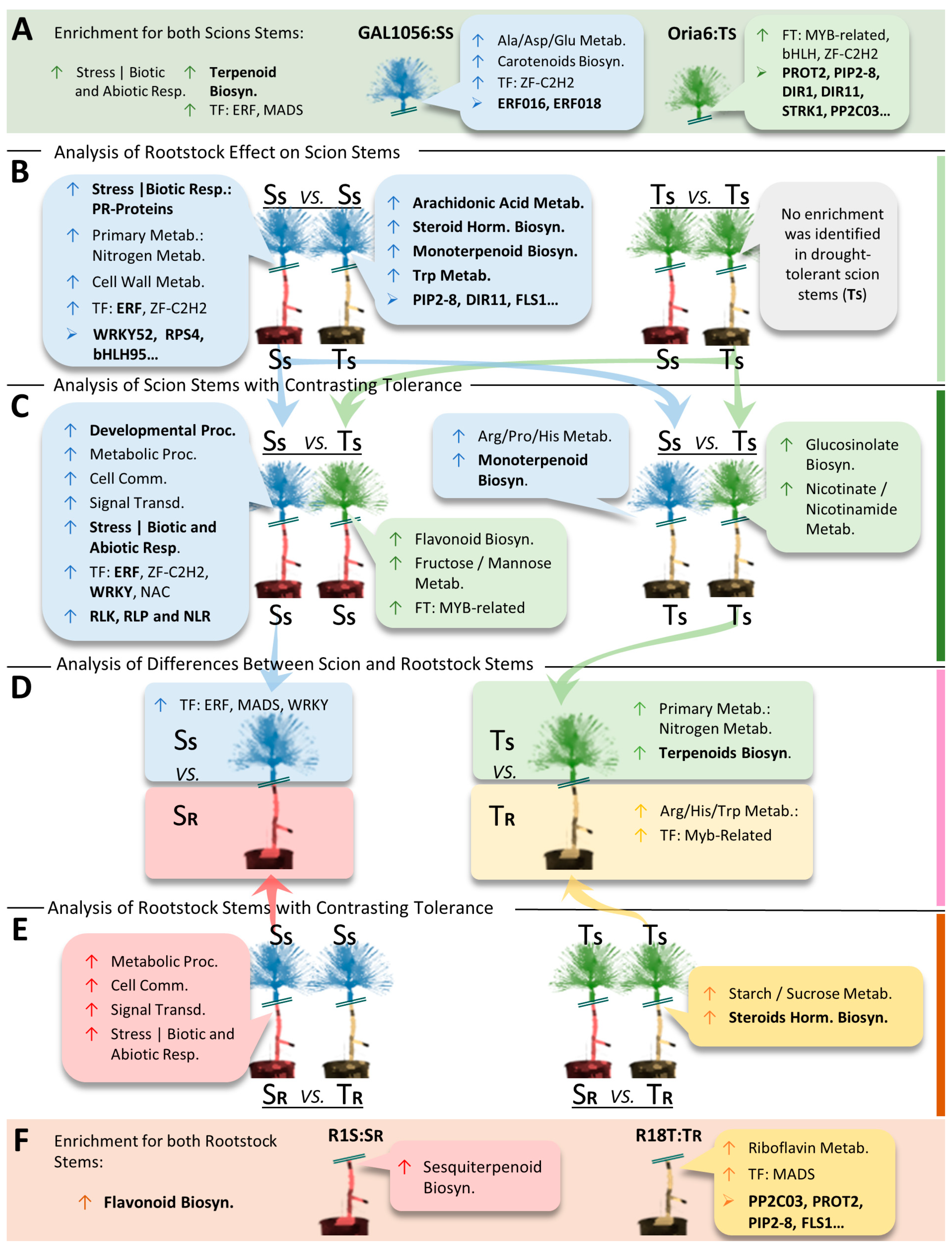 Plants 13 01644 g007