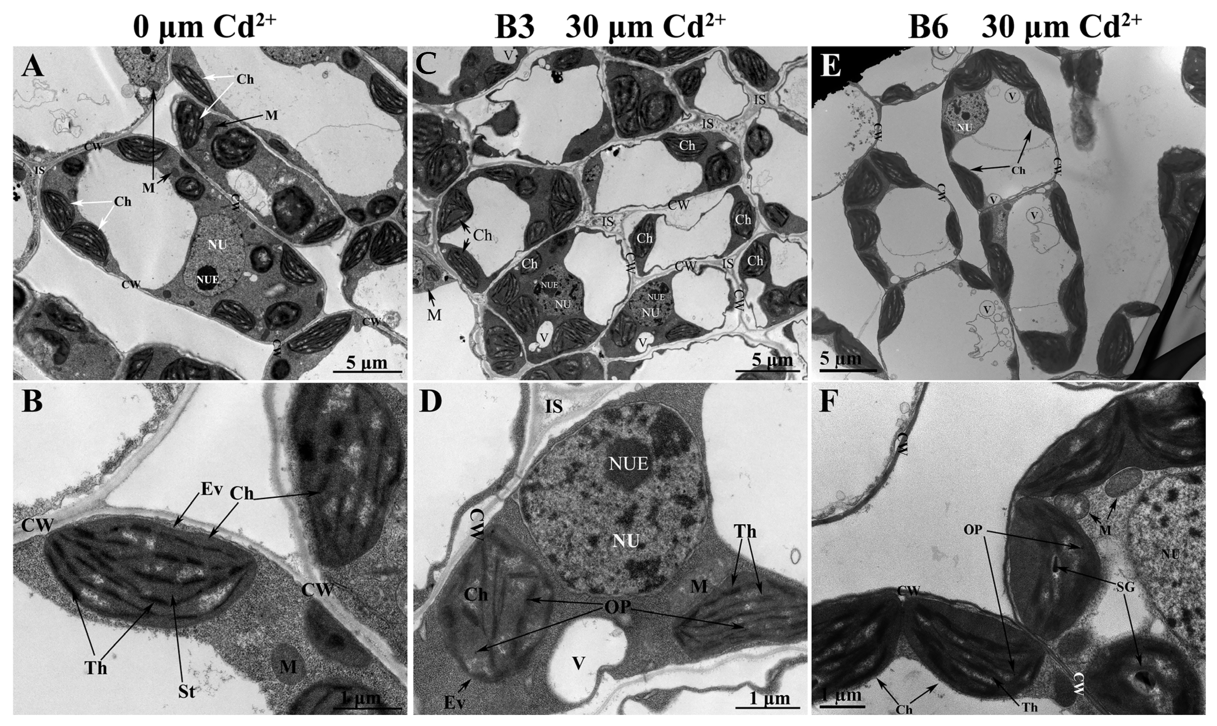 Plants 13 01650 g007