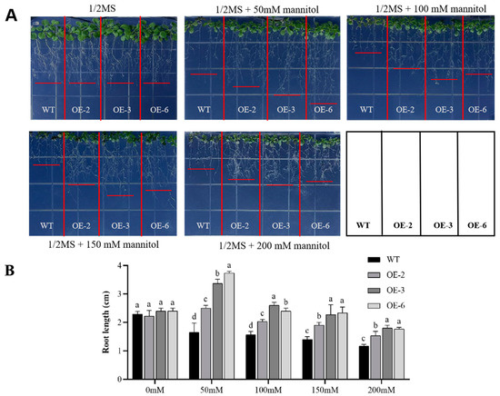 Functional Characterization of the Soybean Glycine max Actin