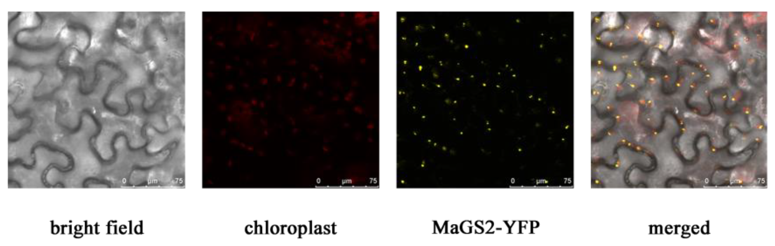 Plants 13 01660 g003