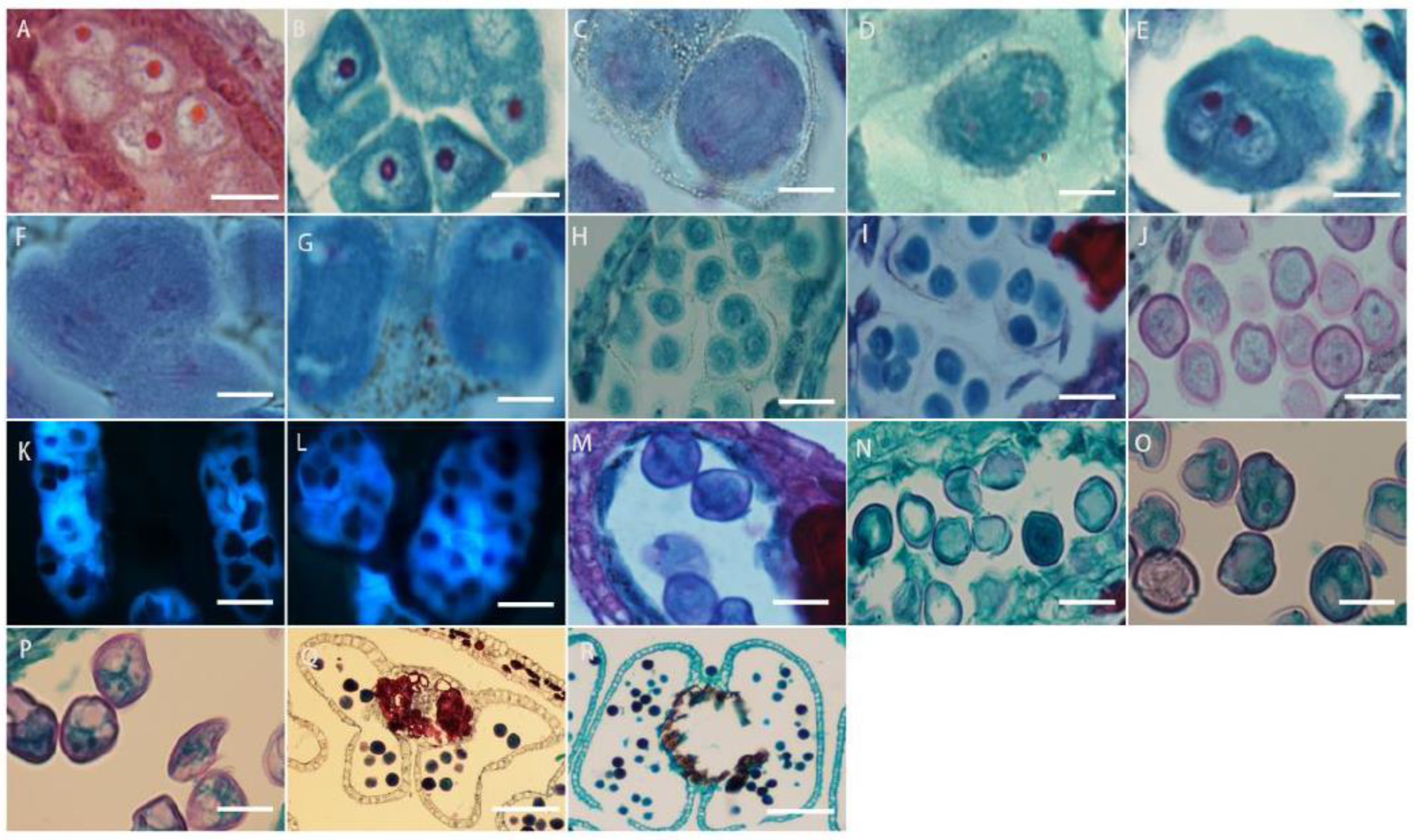 Plants 13 01661 g006