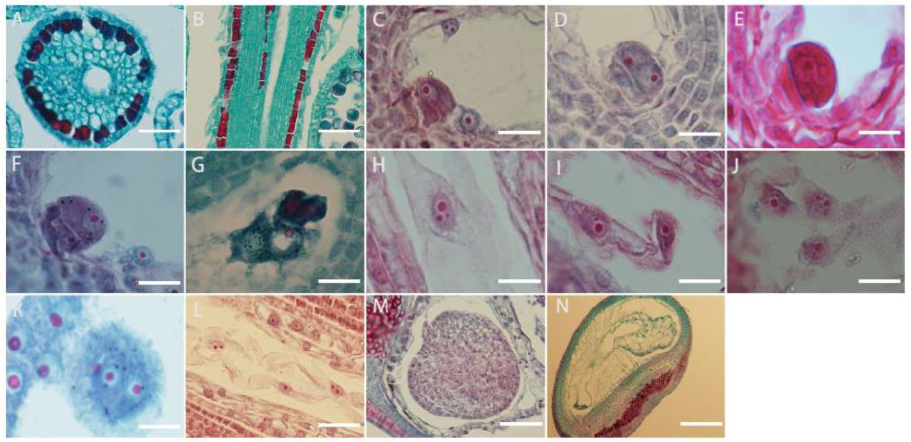 Plants 13 01661 g007