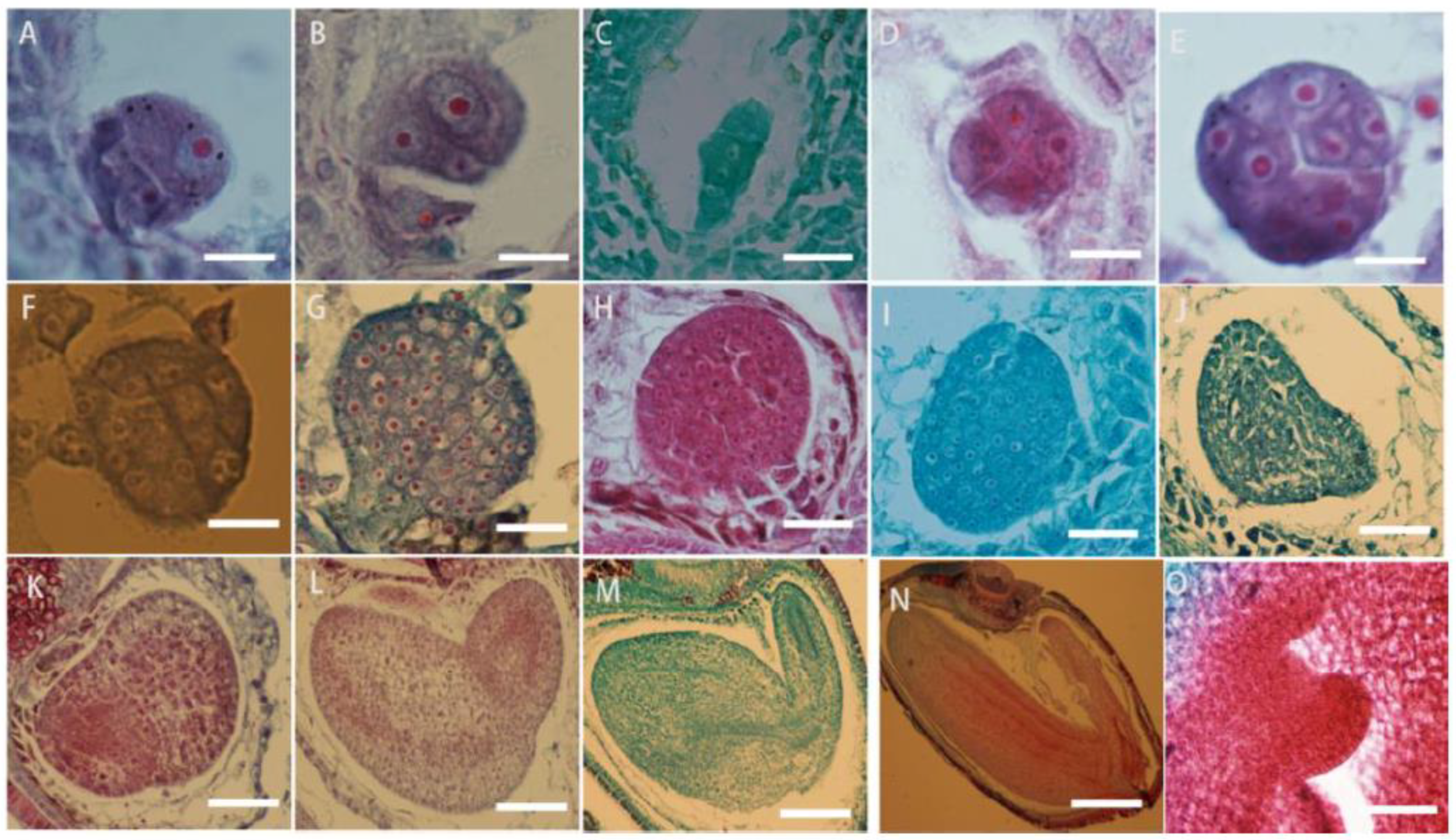 Plants 13 01661 g008