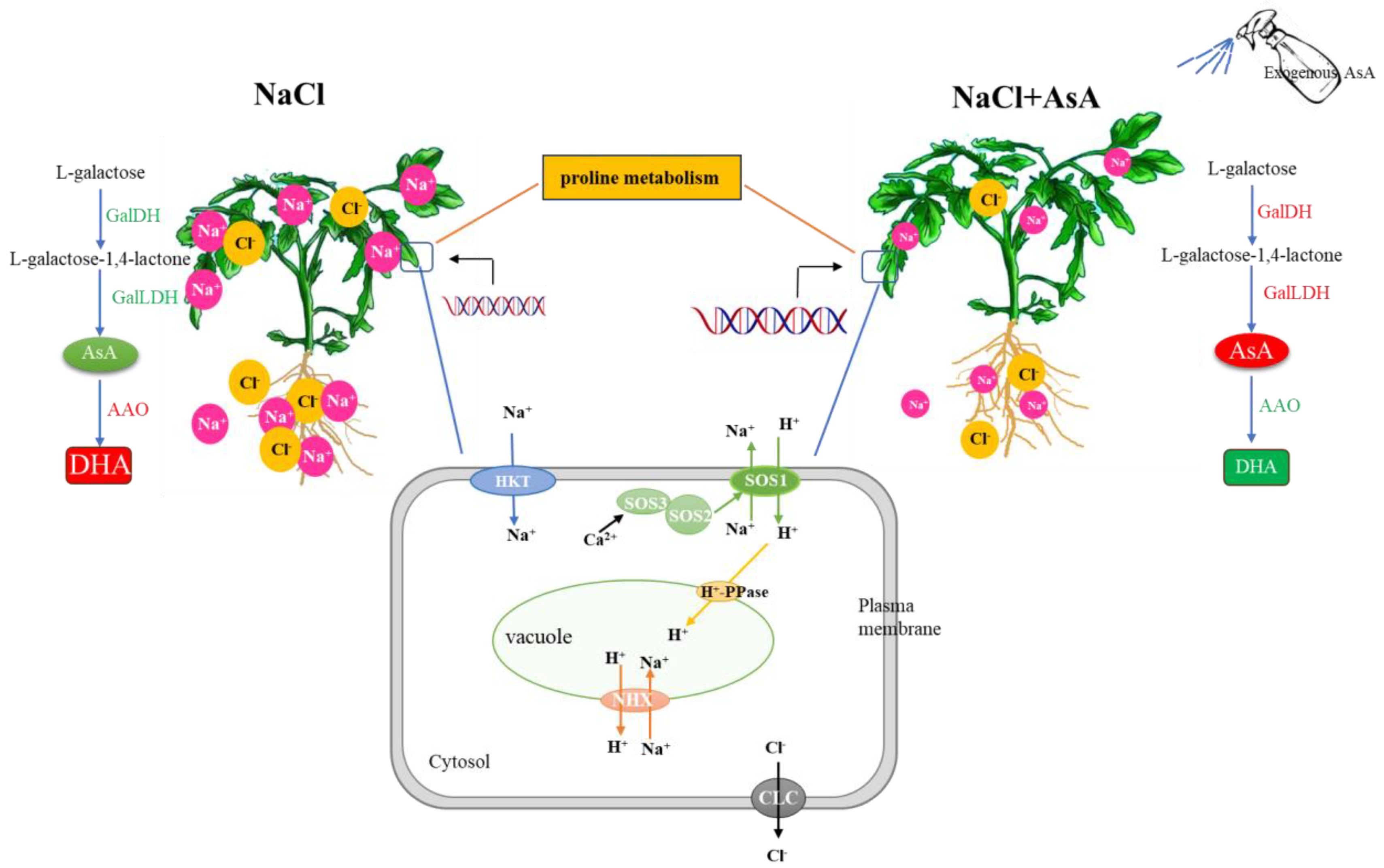 Plants 13 01672 g010 Plants 13 01672 g010