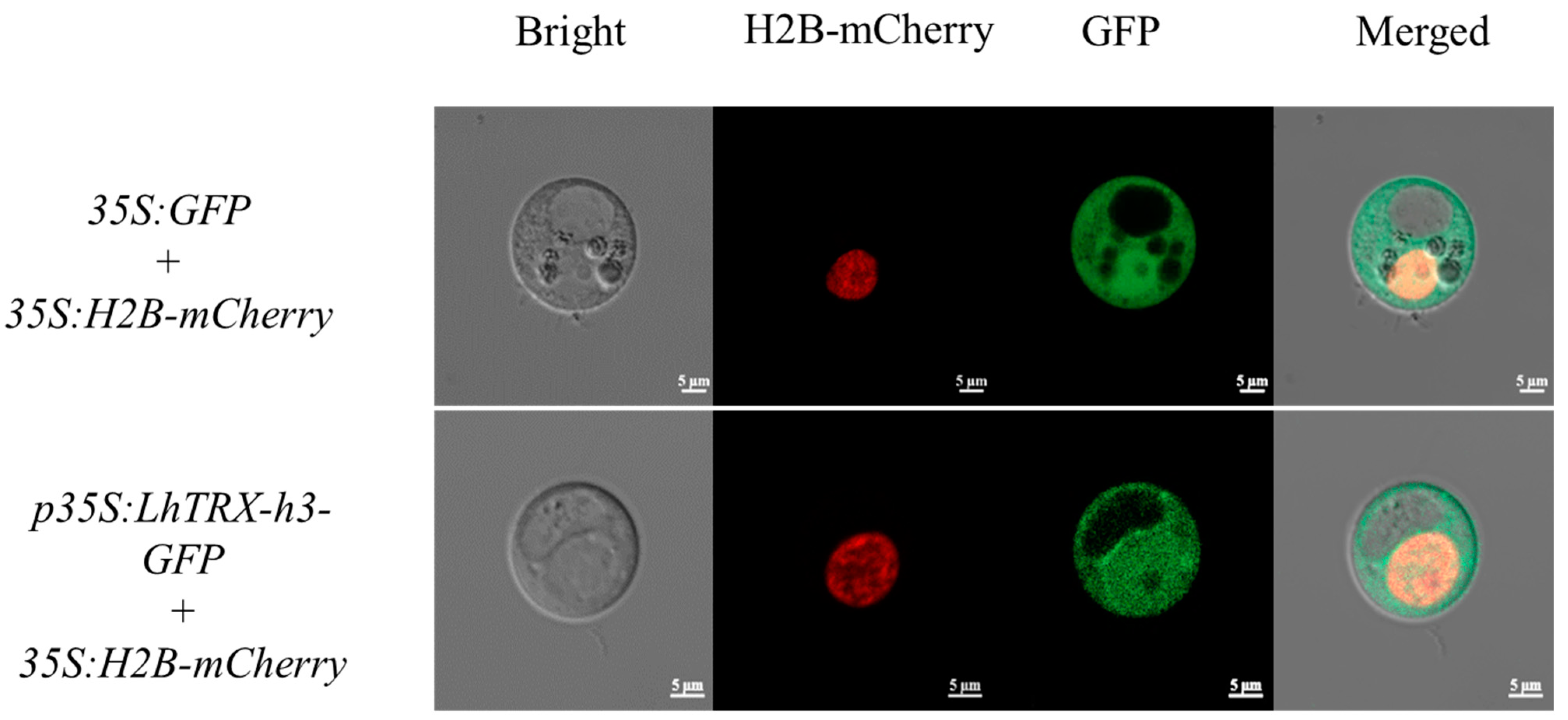 Plants 13 01674 g007