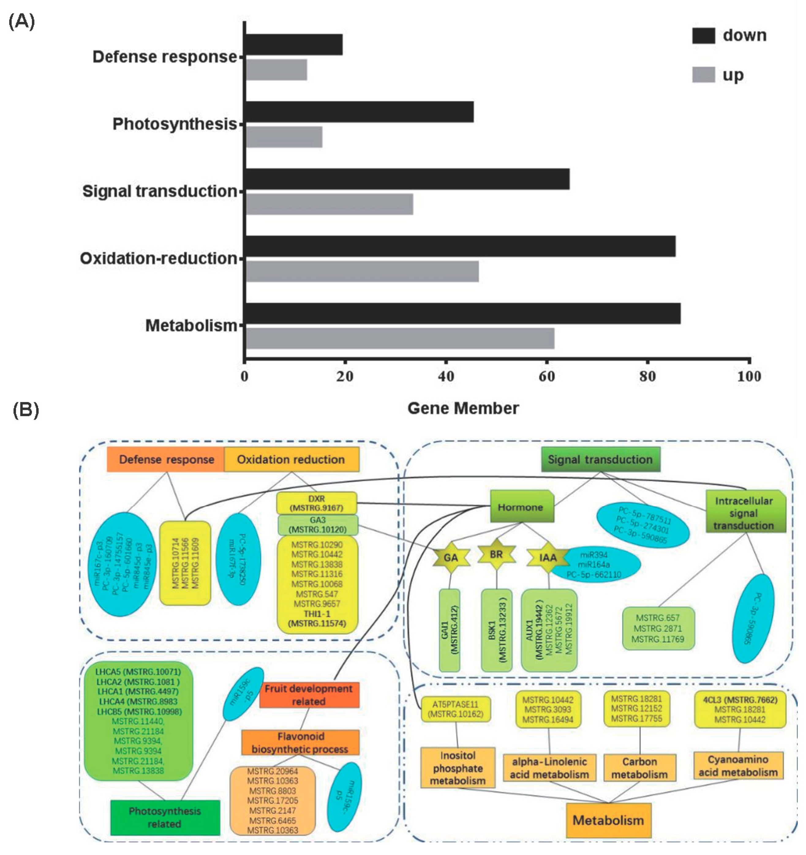 Plants 13 01676 g005 Plants 13 01676 g005