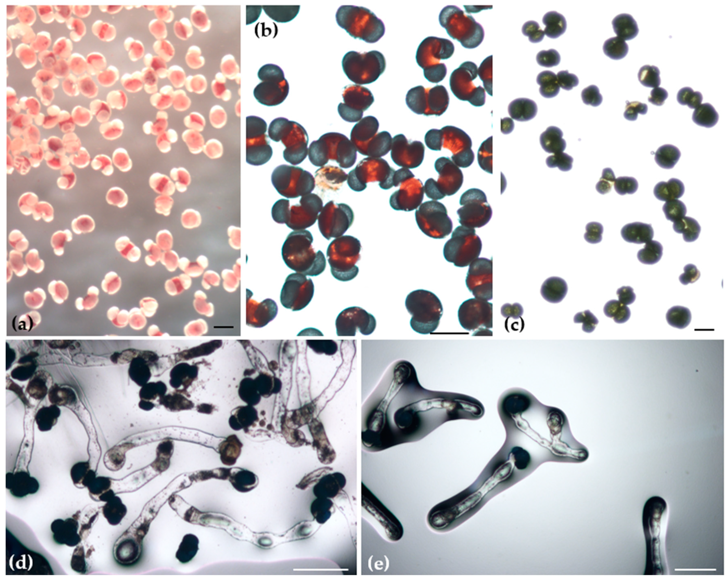 Plants 13 01682 g007